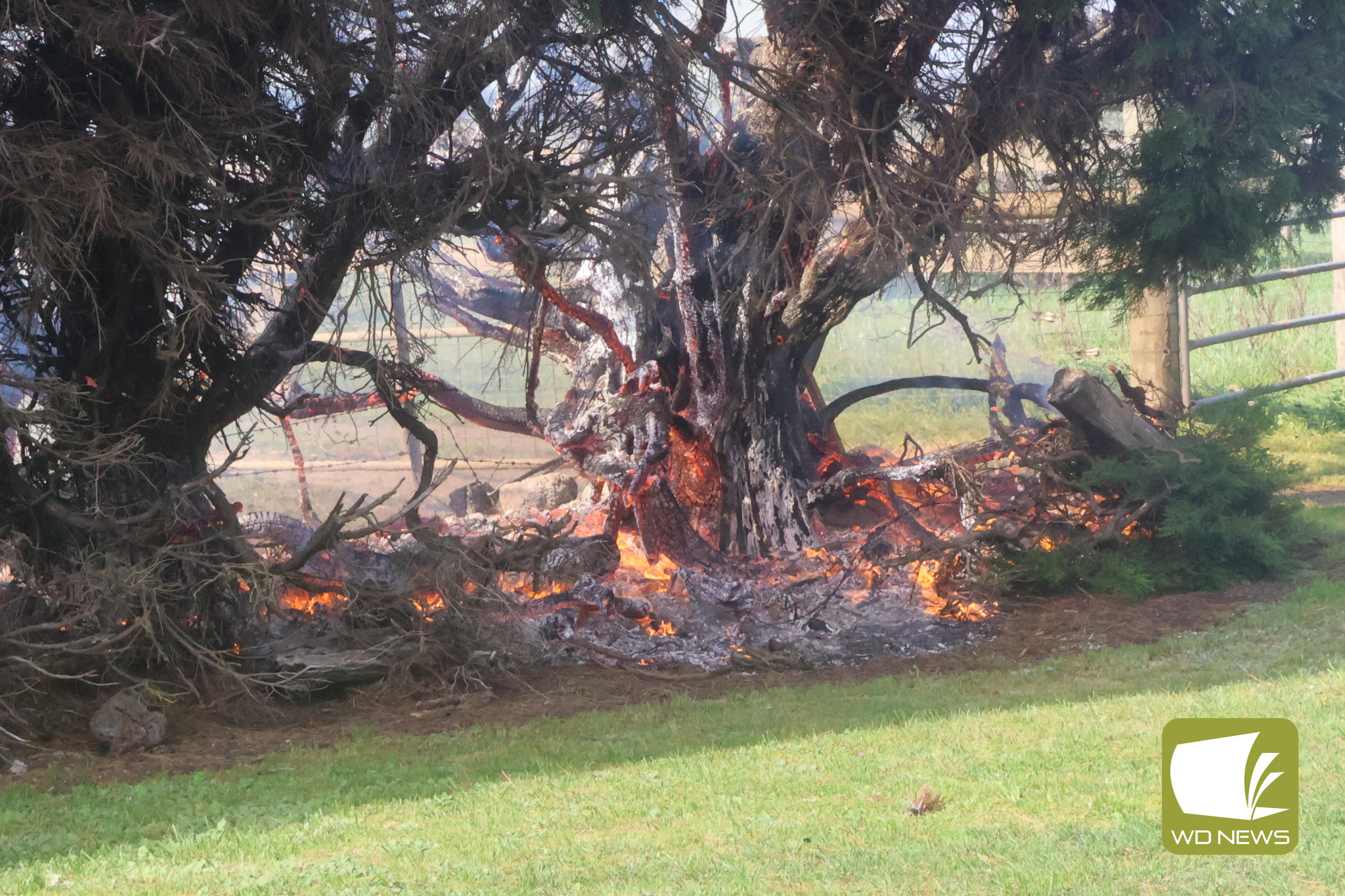 The fire spread to four trees in the hedge.