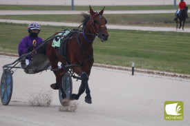 harness-racing-terang-3.jpg