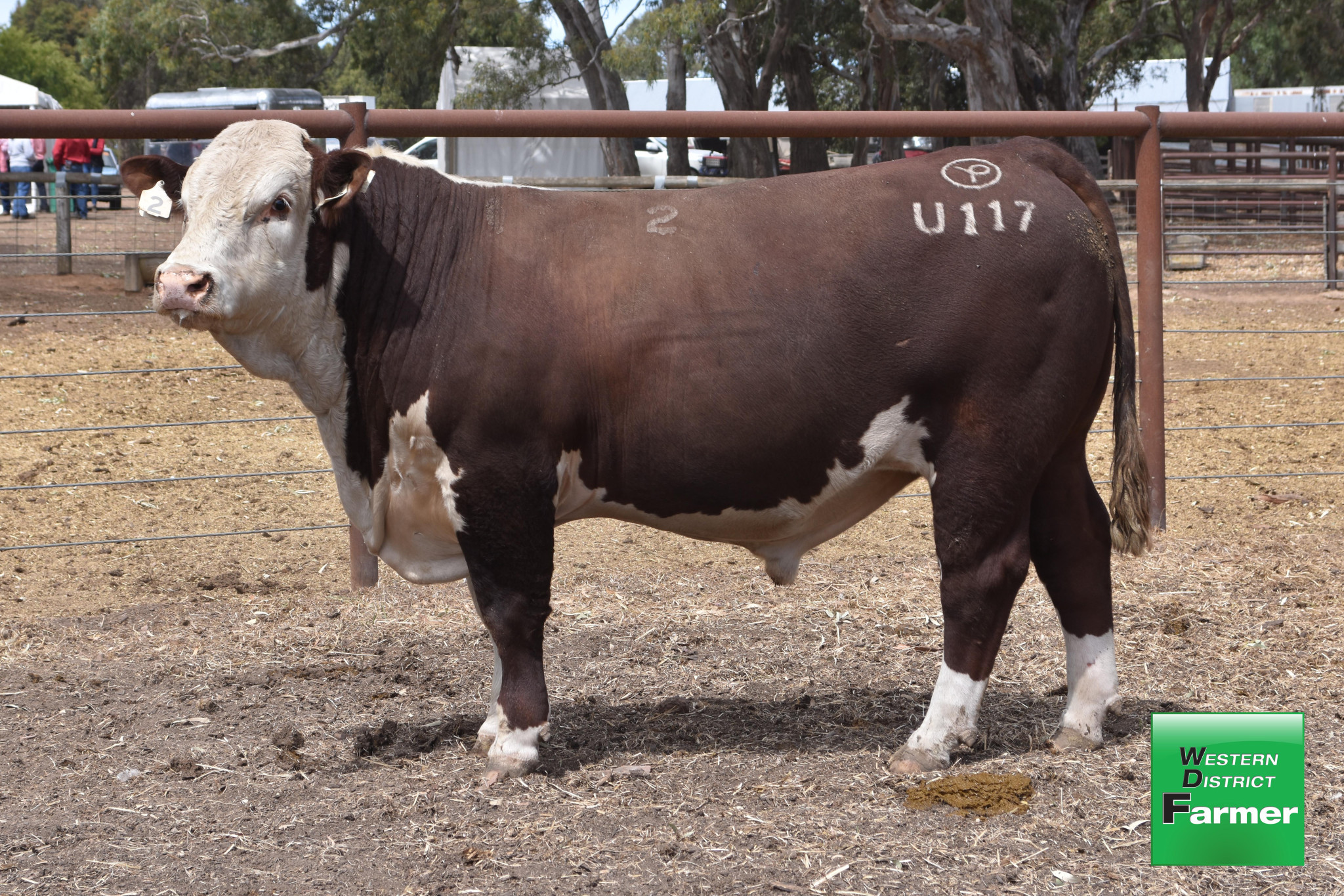 Lot 2: Yarram Park Herefords - Yarrum Emperor U117 Sold to Ironbark Herefords NSW for $28,000.