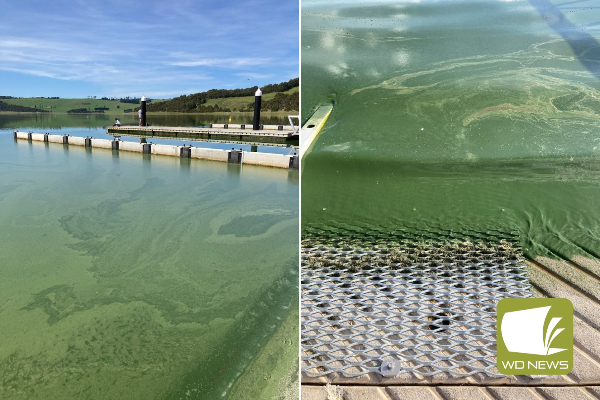 Hazardous algae blooms: With blue-green algae once again detected at Lake Bullen Merri, lake users are appealing to the Minister for Environment to free funding to save the lake