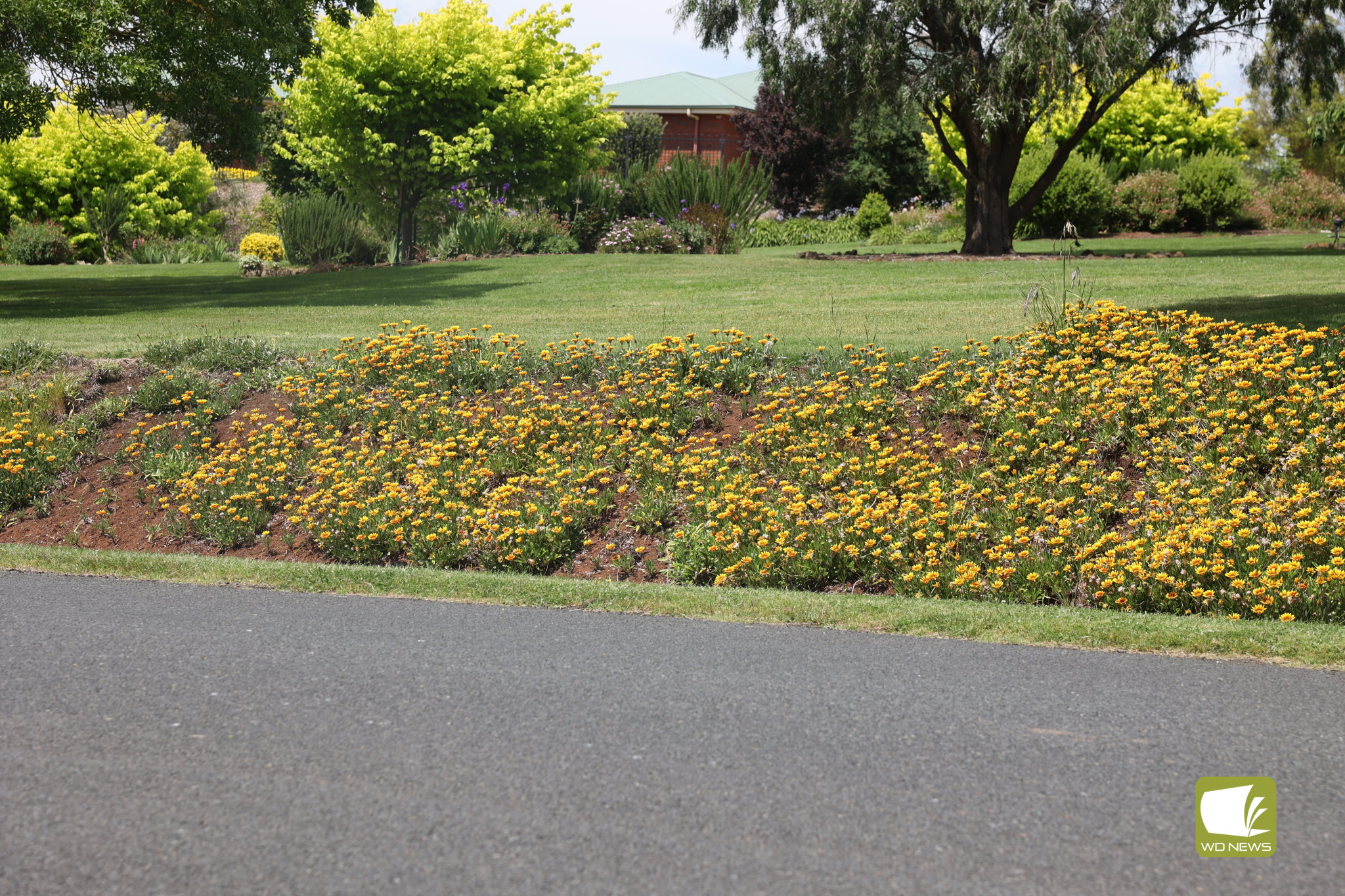 In bloom: The regions’ lower than average rainfall for October has not stopped flowers from blooming.