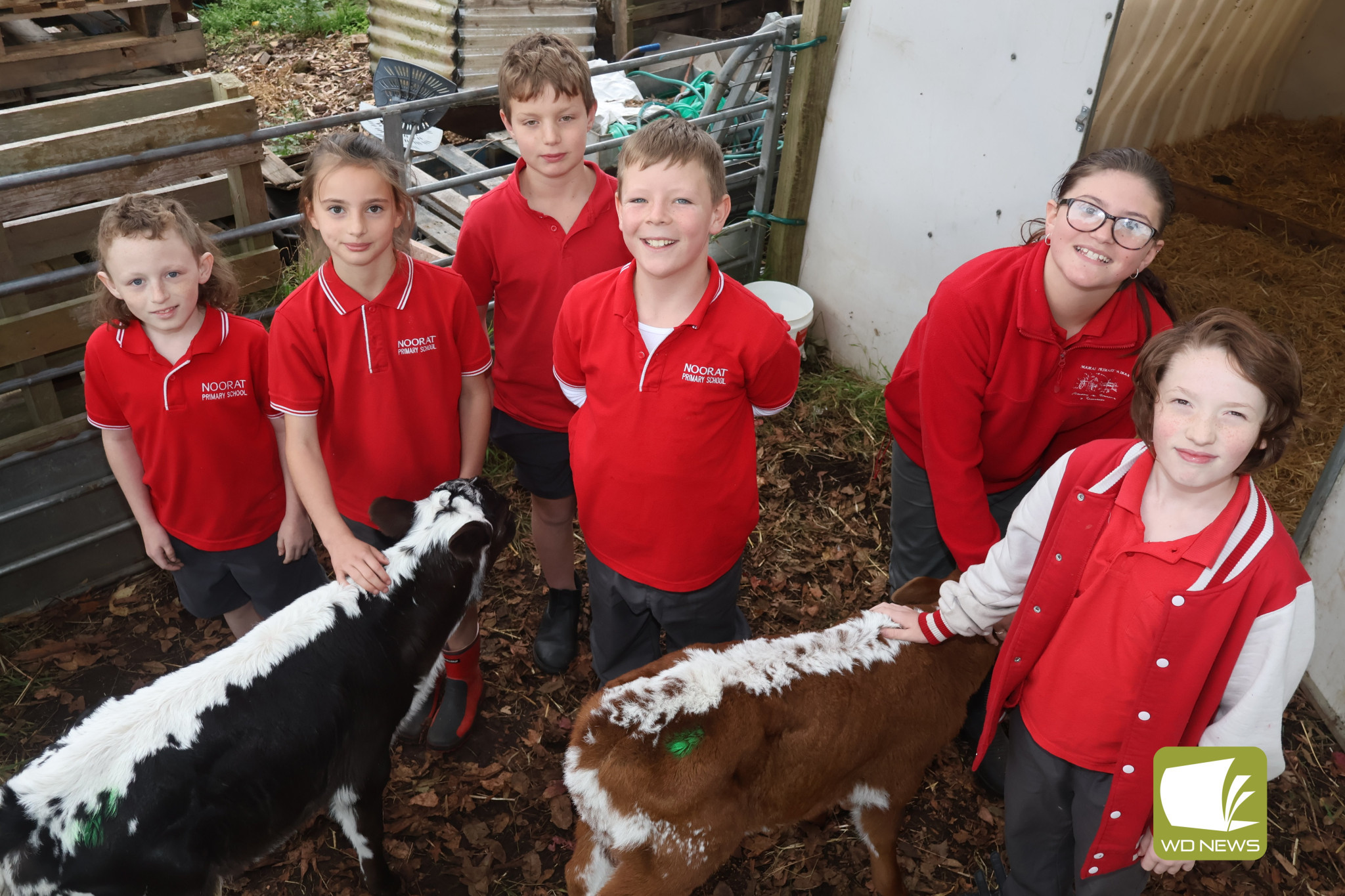 Moo-ving in: Noorat Primary School students welcomed two calves to the school recently as part of a popular program which helps students learn more about a potential career-path in the dairy industry.