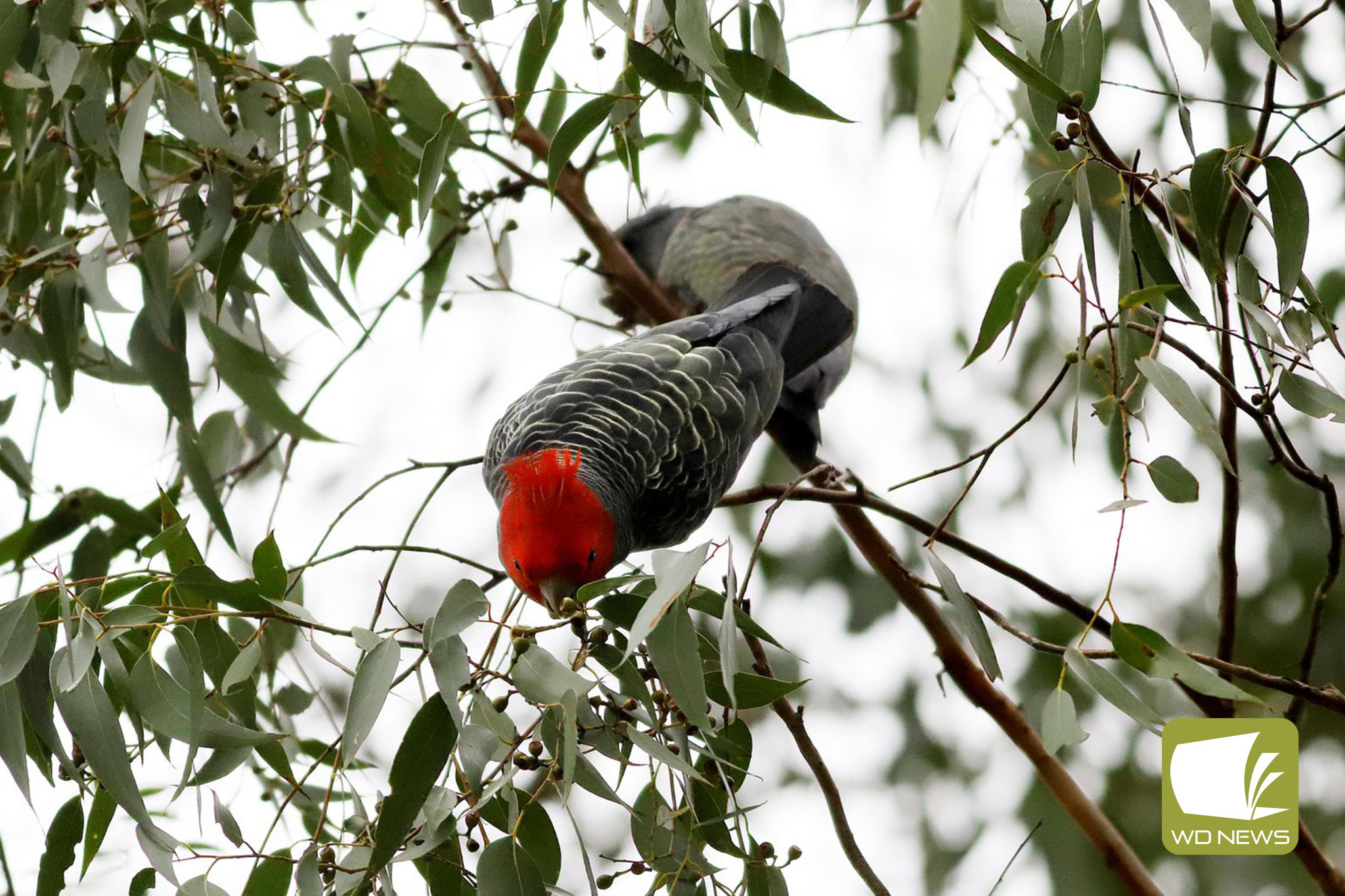 Endangered: A presentation on a bird observation tracking app called eBird allows users to note where and when they spot birds such as the endangered gang-gang cockatoo pictured. Photo courtesy of Nick and Steph Casemore.