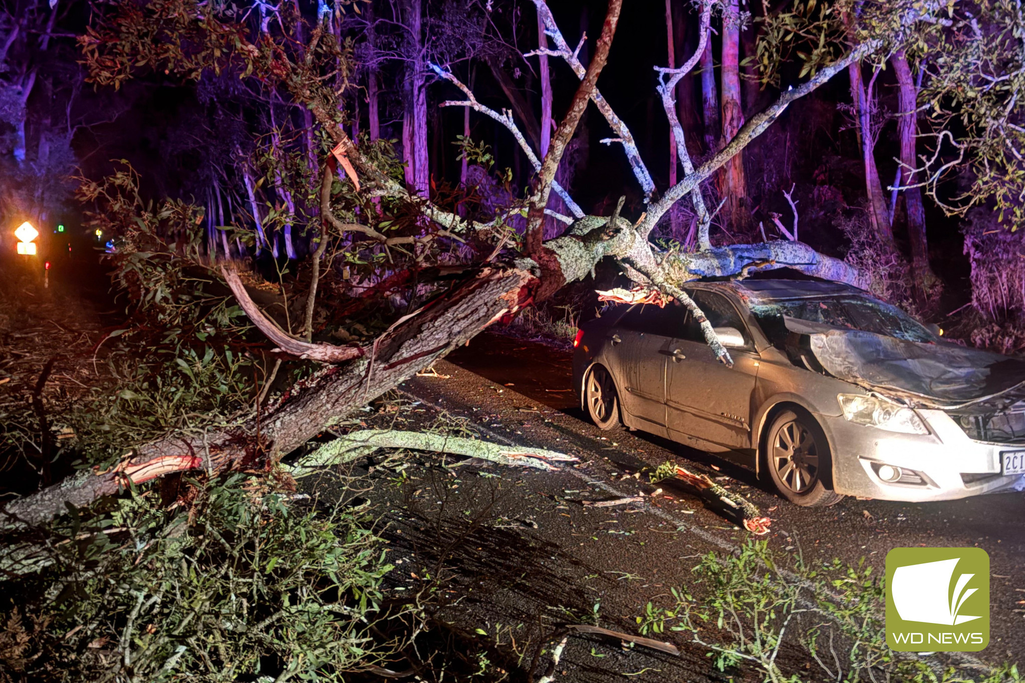 Vehicle collides with fallen tree in accident - feature photo