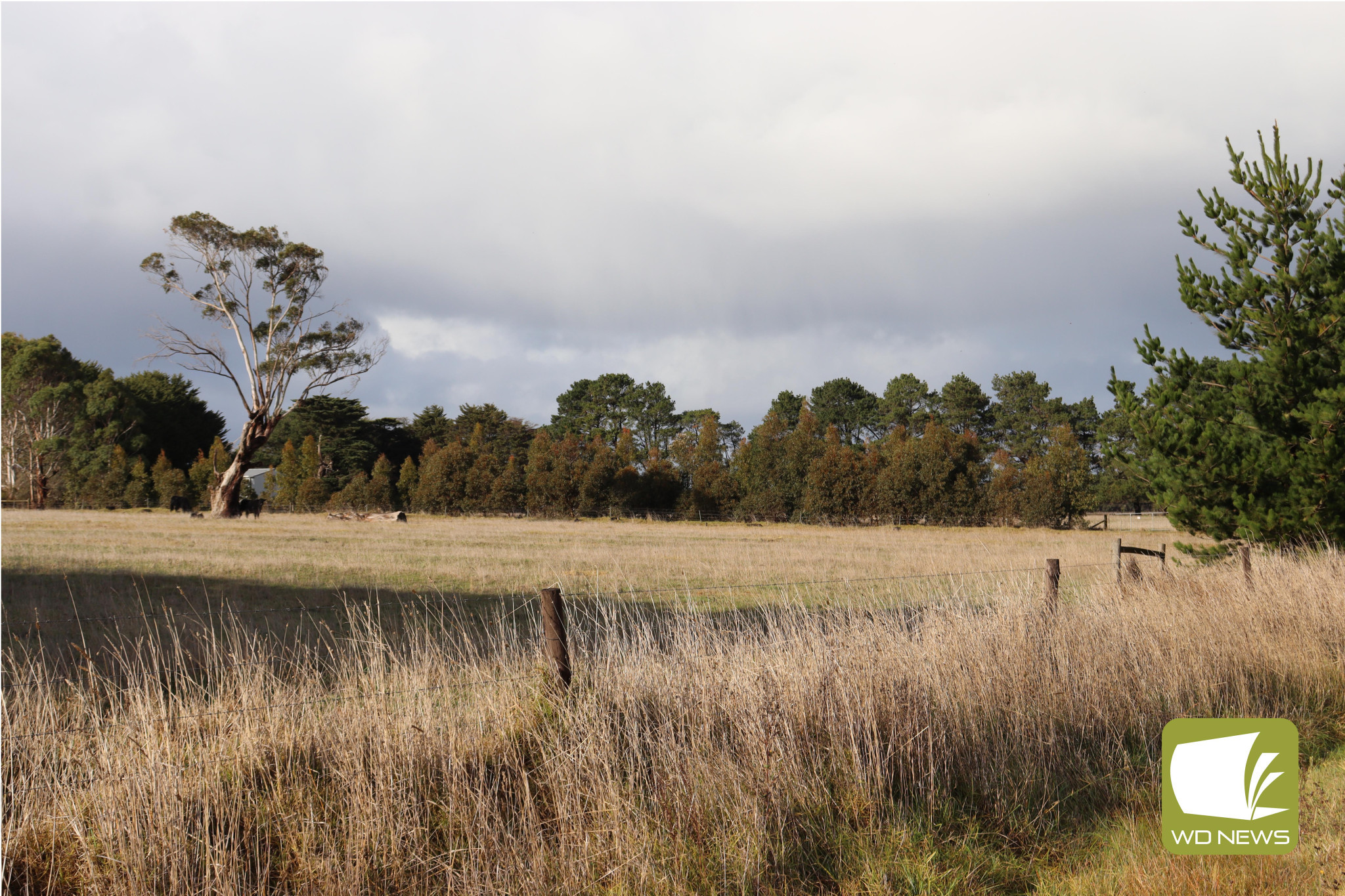 Wet weather needed: Pastures are still dry despite heavy rainfall recorded over June, meaning more rain will be needed consistently throughout July to assist in drought recovery.