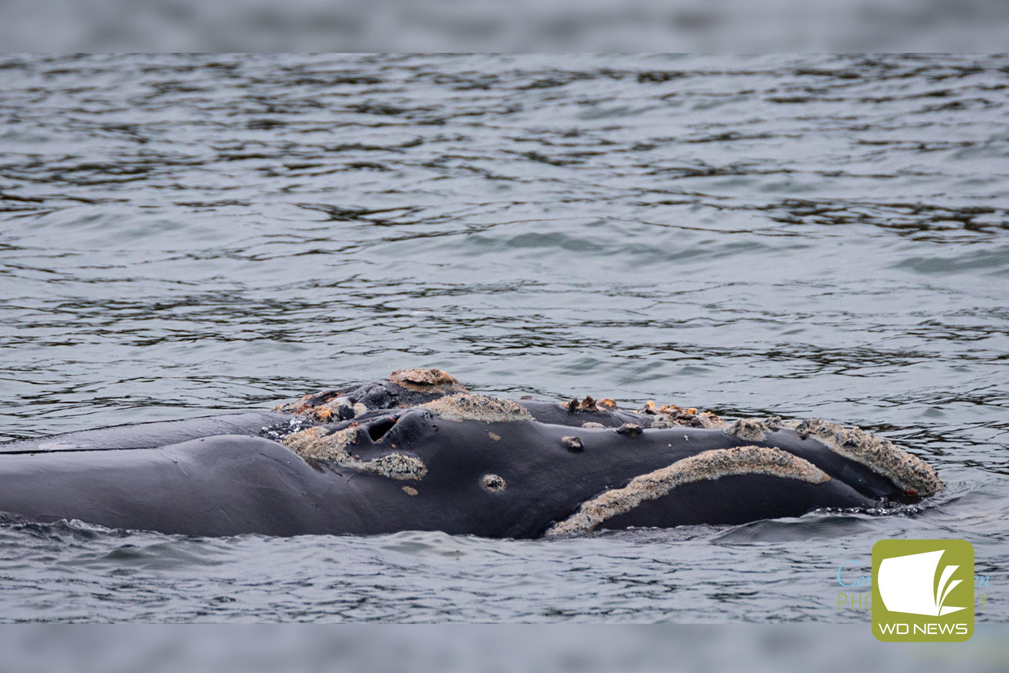 Whale sightings: Southern right whales have been spotted off the south west coast as they arrive for winter calving. Pictures courtesy of Coralee Askew.