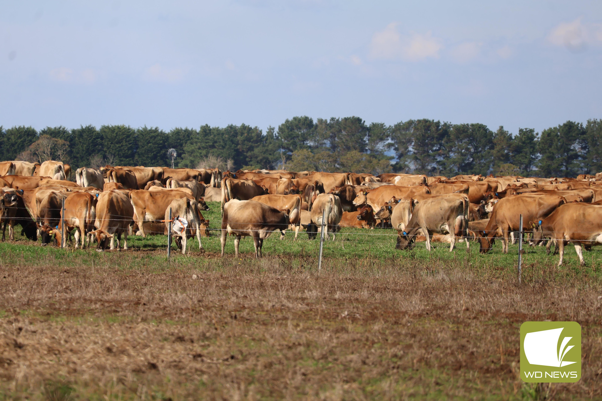 Support: The Victorian government has unveiled a $13.28 million drought package for south west farmers.