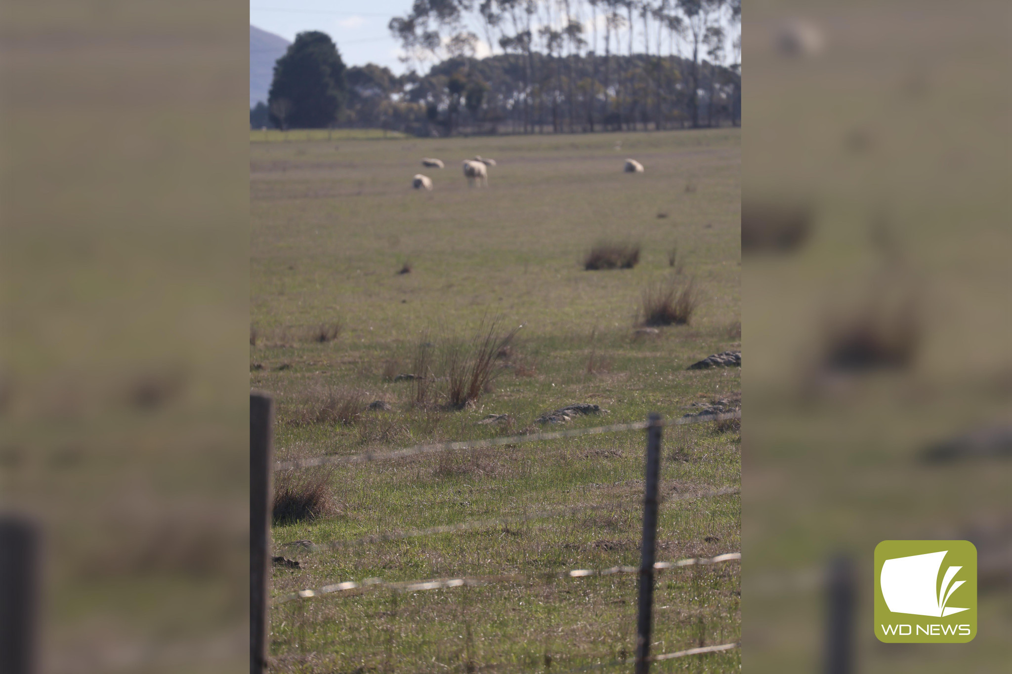 Greenery coming: Rainfall over June has seen a hint of grass return to paddocks across the district, but more is needed to support growth.
