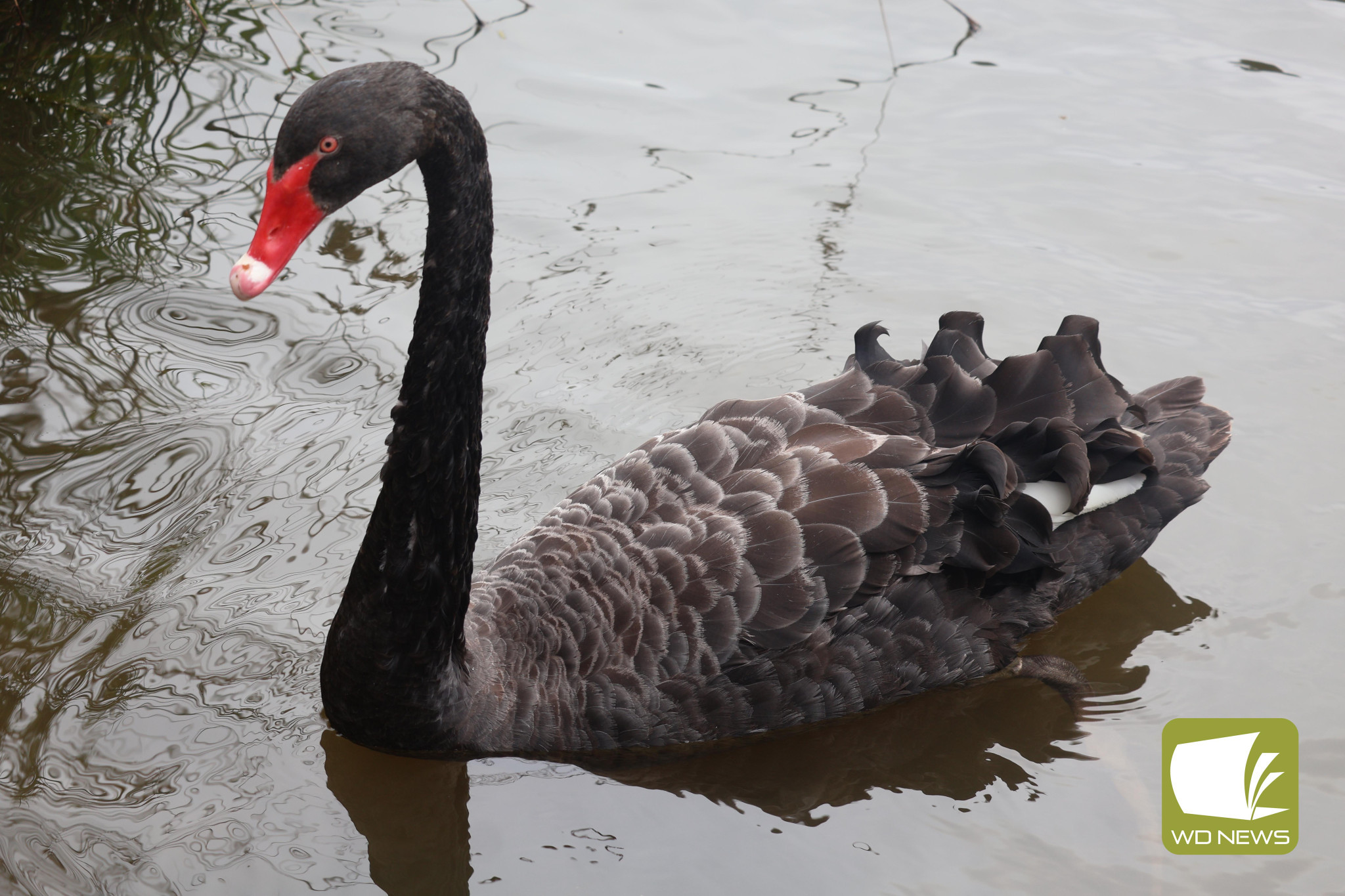 Still swimming: Despite dry conditions, wildlife at Cobden Rotary Park have not been deterred.