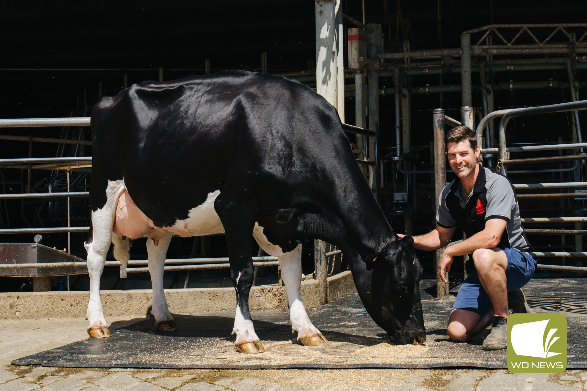 A south west Victorian bull, named MAEBULL, has been retired after producing more than 4500 milking daughters
