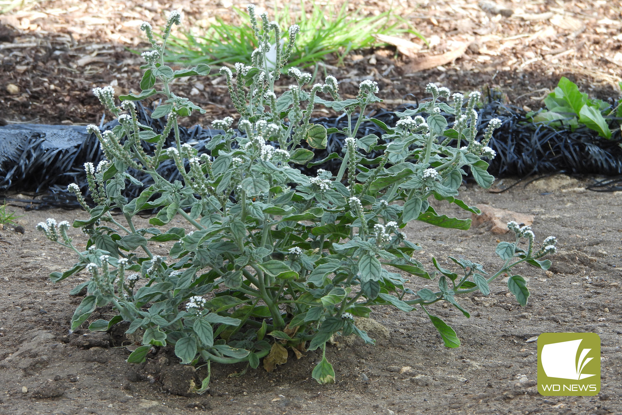 Be on the lookout: South west conservationists have urged farmers to be aware of toxic weeds, raising concerns for increased presence due to the dry conditions.