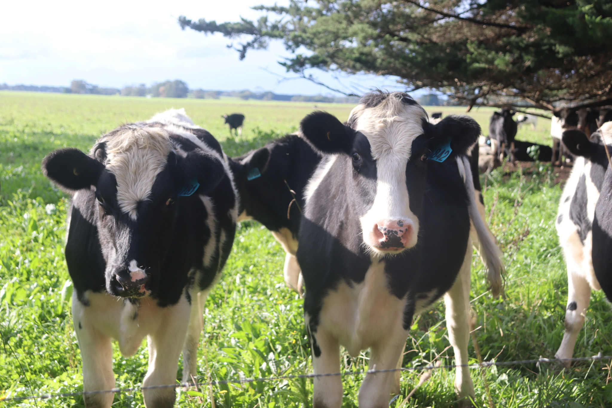 Dairy update: The March 2024 Situation and Outlook Report from Dairy Australia has been released.