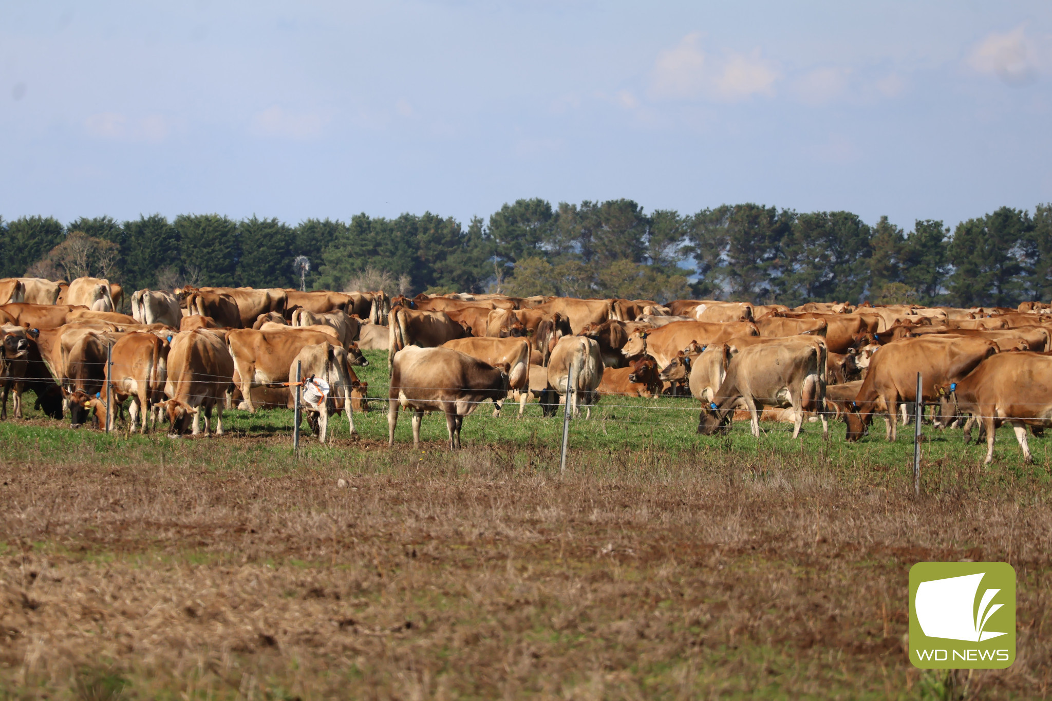 Well positioned: A new report from Rabobank has showed Australian continues to be among the world leaders in milk production.