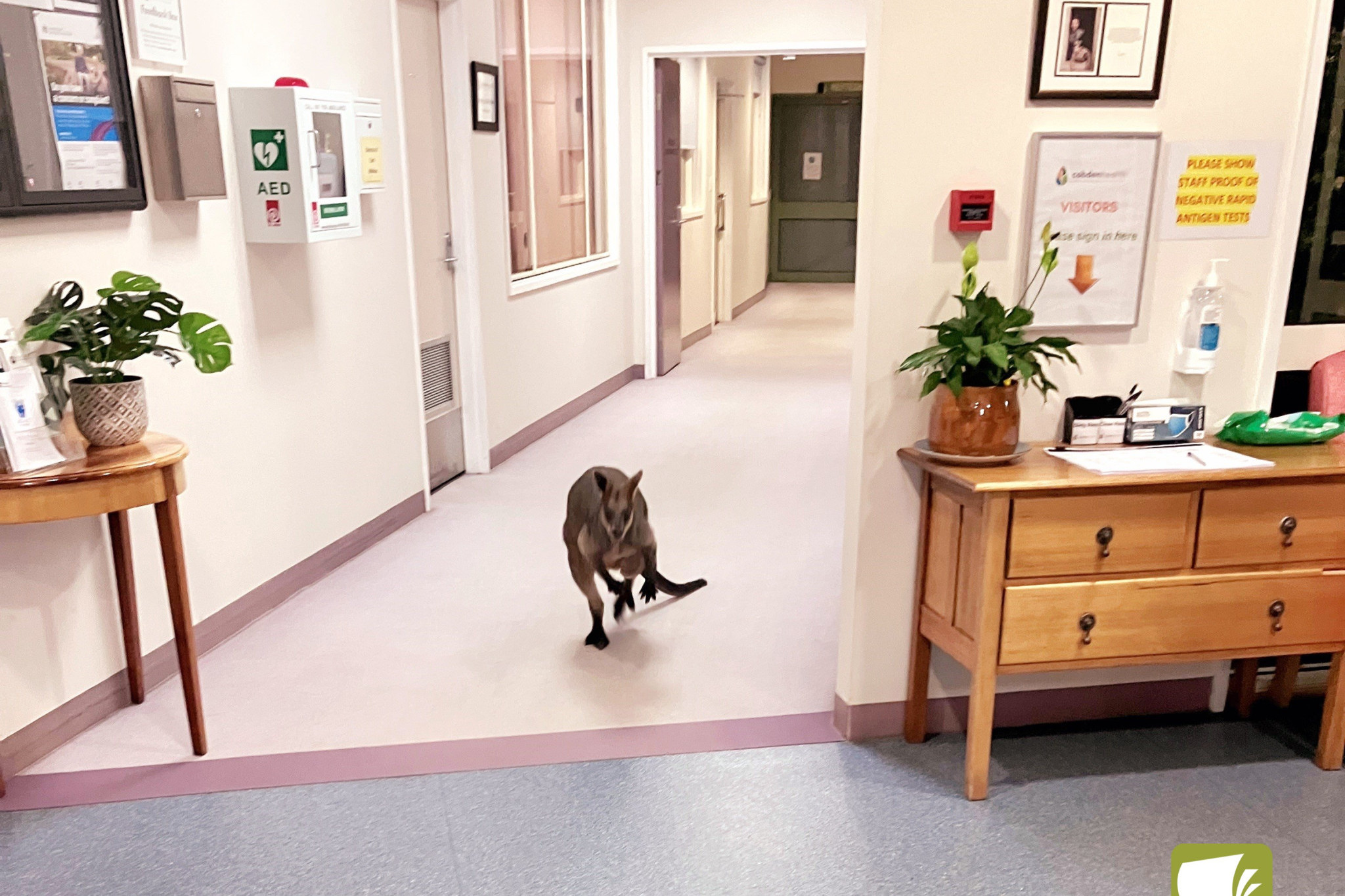 Hopping on in: Cobdenhealth had an unusual visitor last week, with a wallaby making its was into the front foyer.