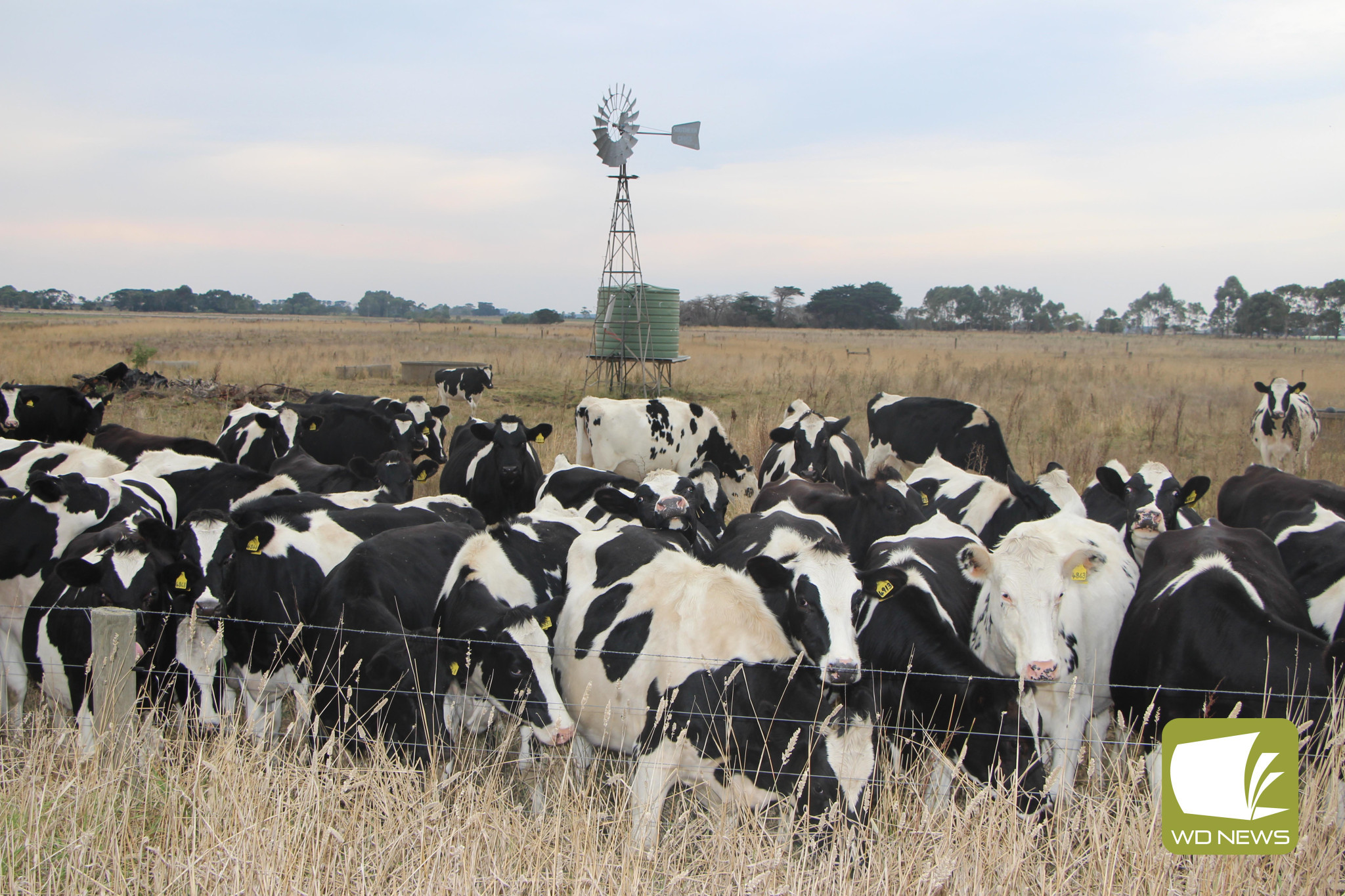 Step up: Saputo has announced a welcome milk increase for suppliers.