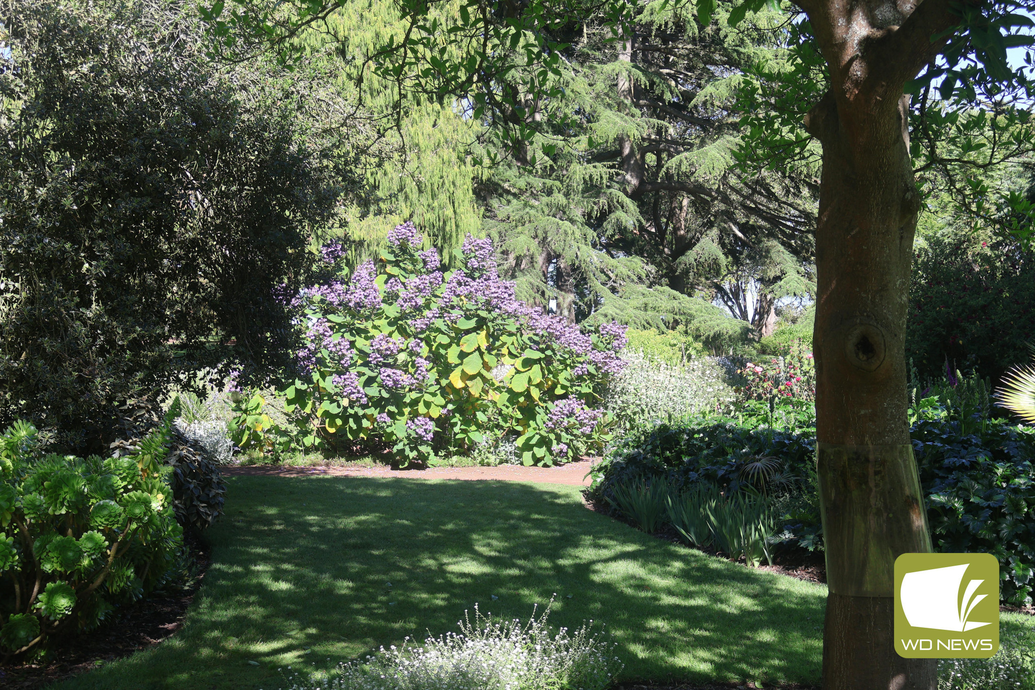 In bloom: Gardens received more rain than the previous year across the region, including the Camperdown Botanical Gardens.