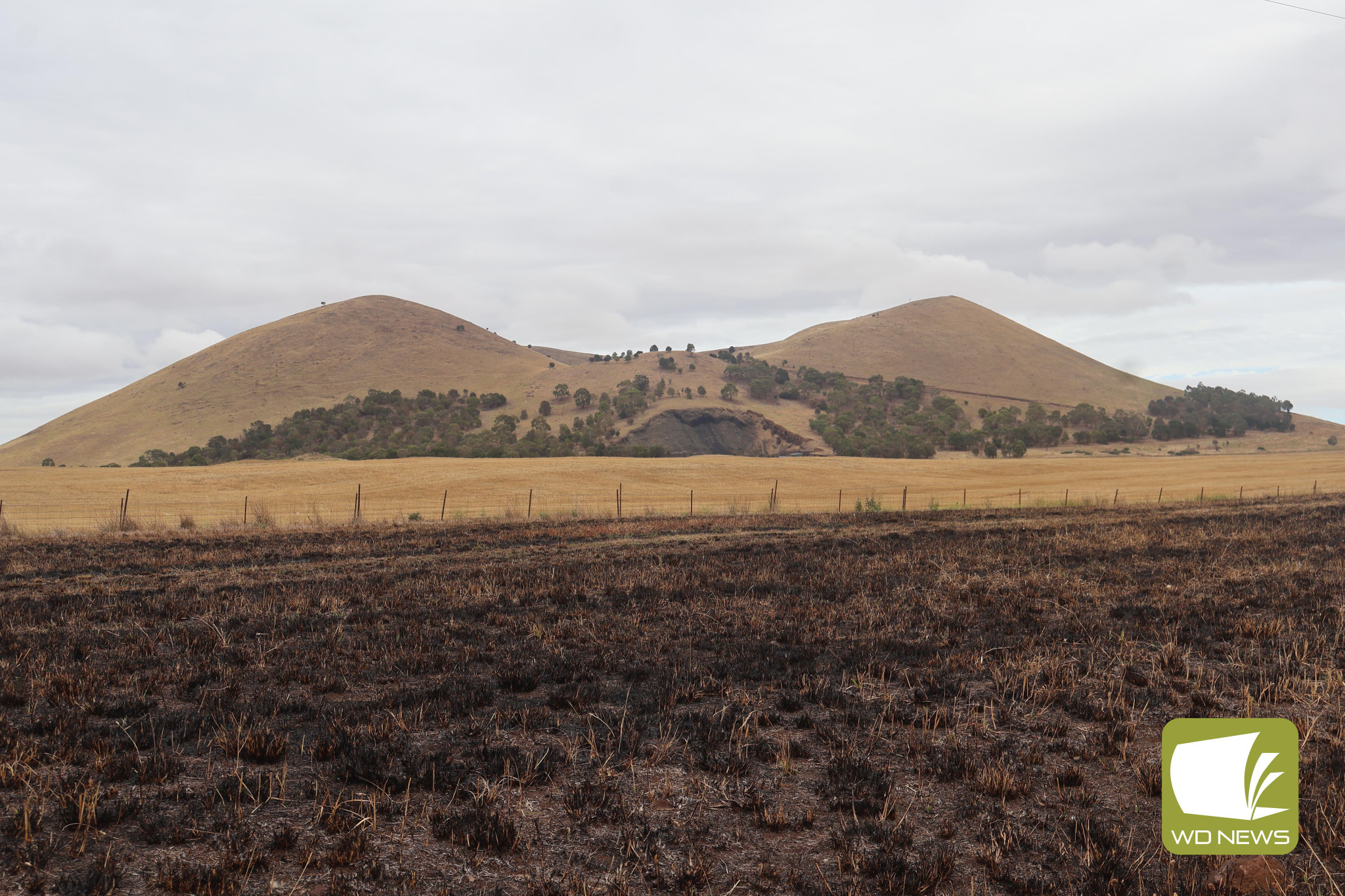 A slightly dry year: Camperdown, Lismore and Derrinallum saw a somewhat dry 2024, with low rainfall for most of the year.