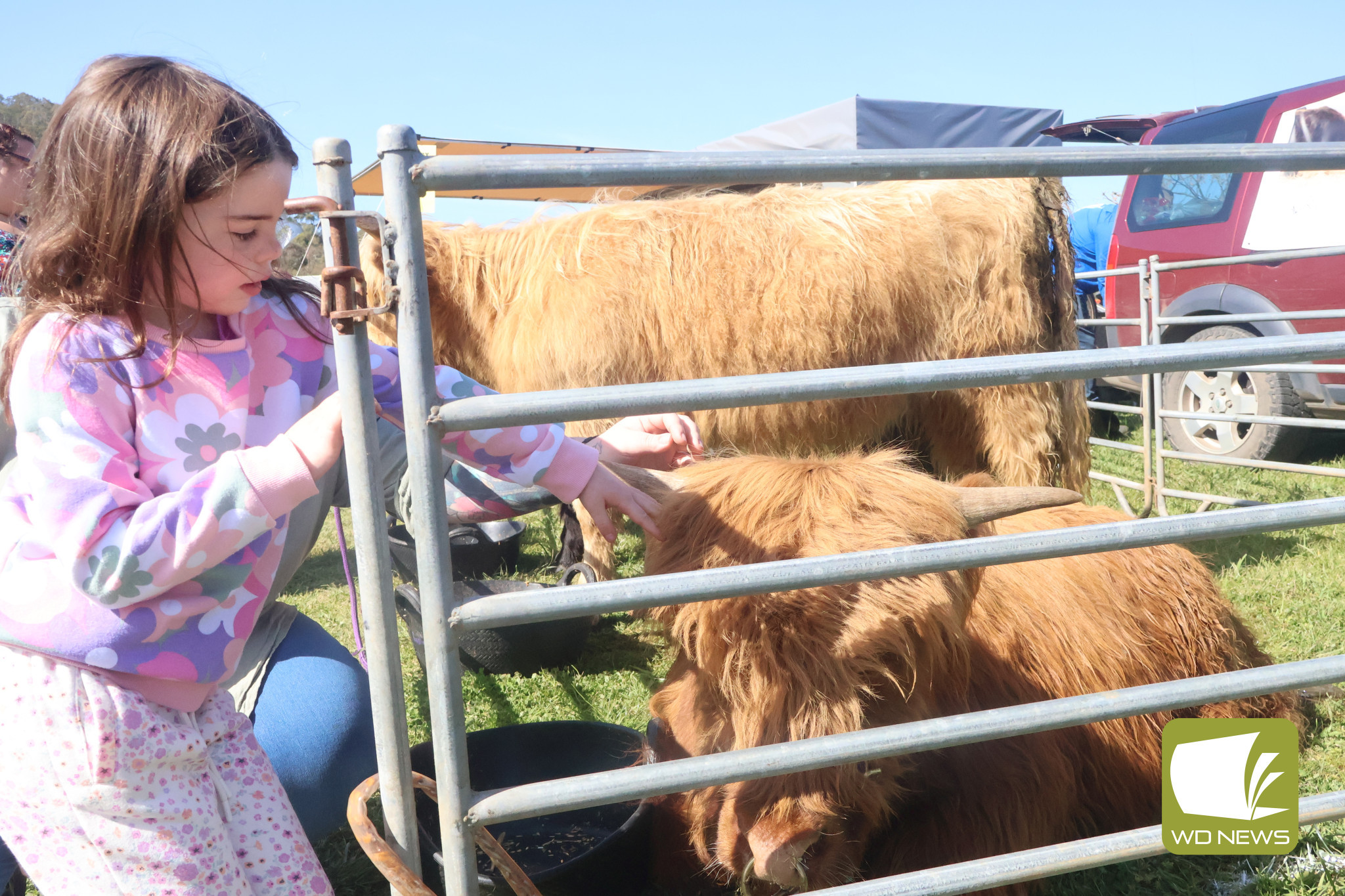 On show: The Camperdown Pastoral and Agricultural Society (P and A Society) are celebrating the success of the 152nd show.