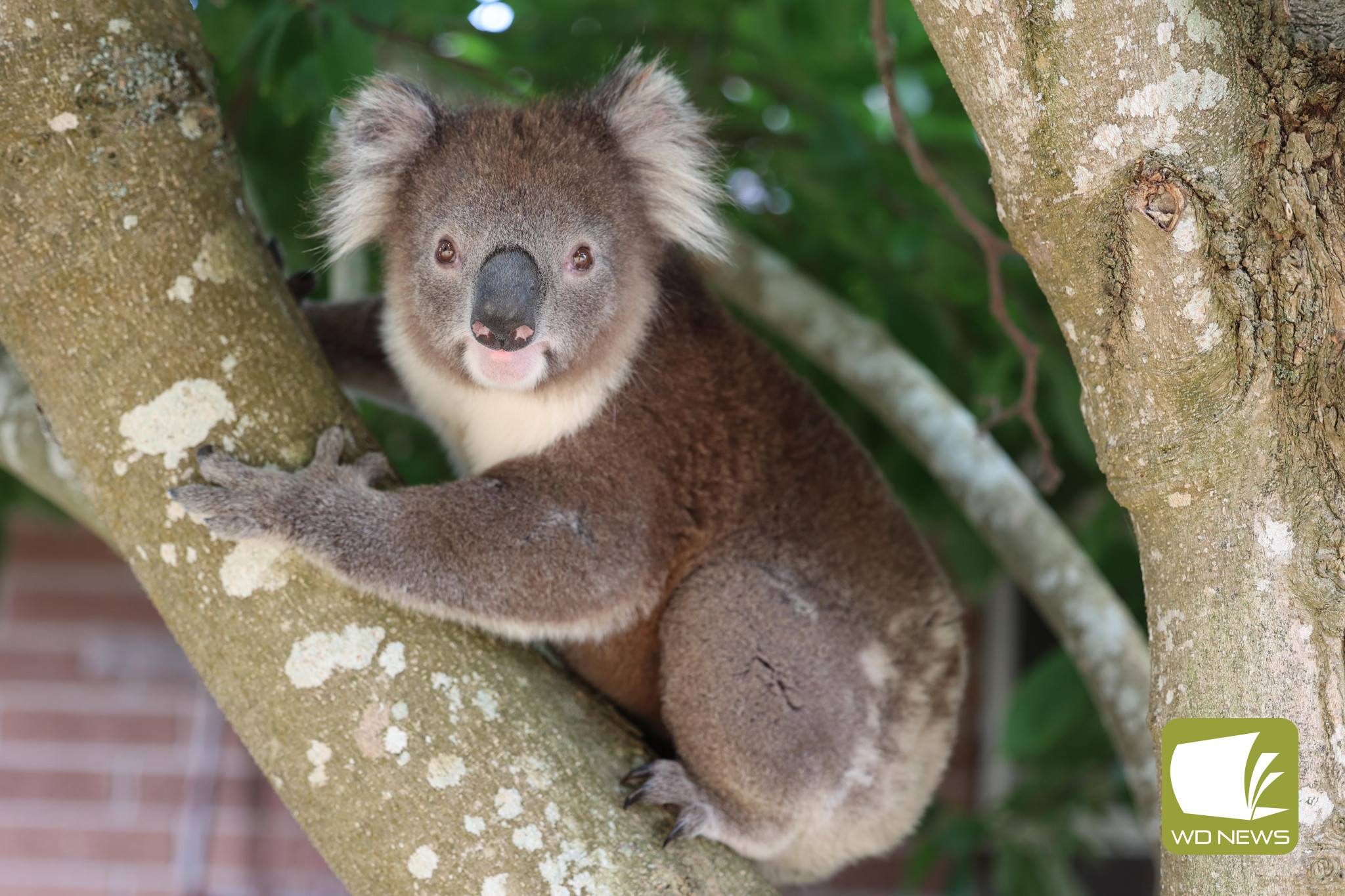 Out for a stroll: Residents are being reminded to record koala sightings after one of the iconic marsupials was seen wandering along Camperdown’s busiest street this week.