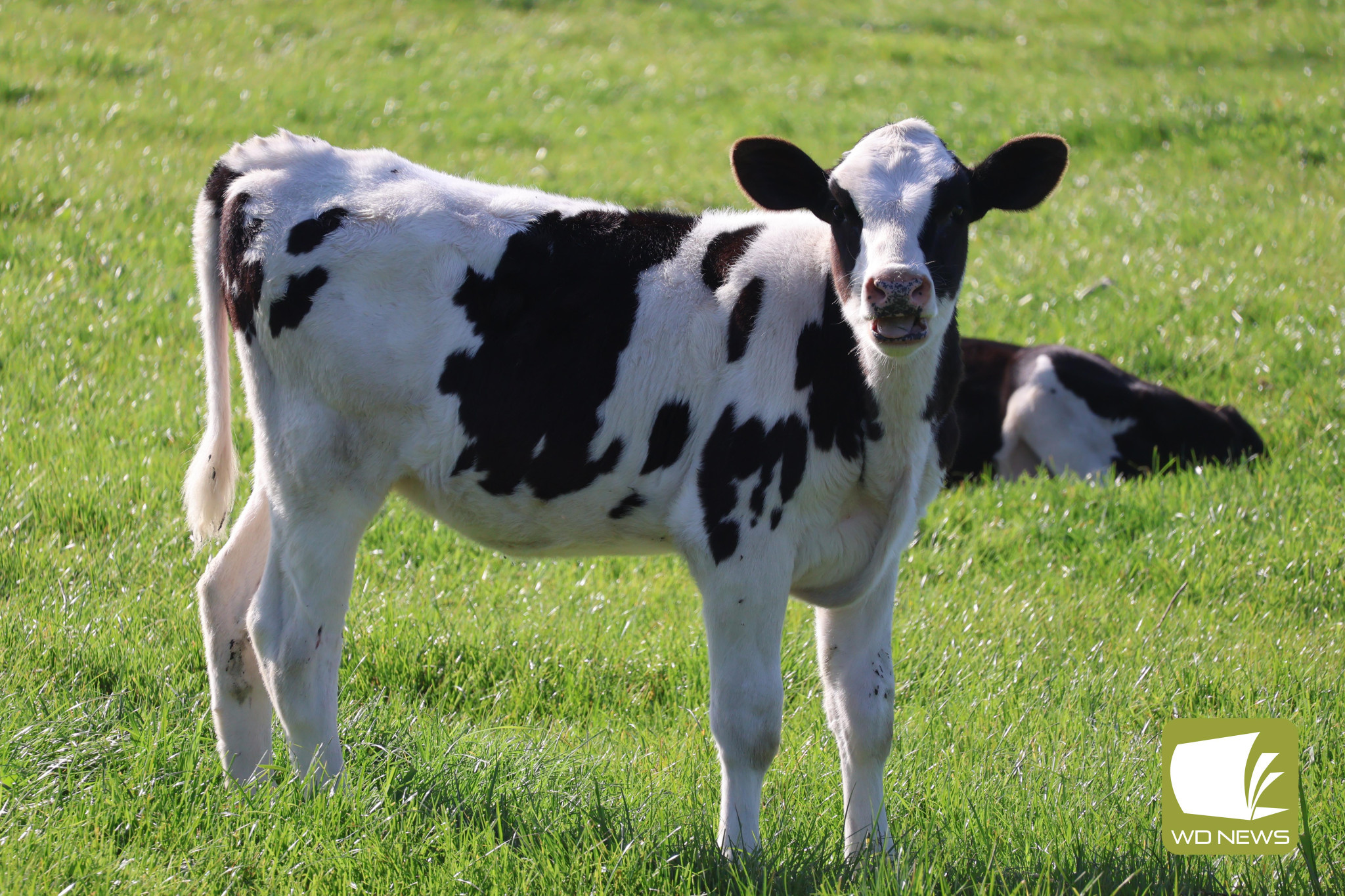 Running profits: Victorian dairy farm profits have remained high for a fifth consecutive year, according to a new report.