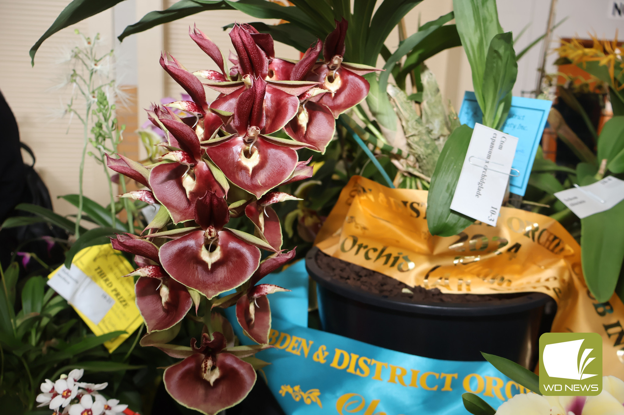 Award winning: The 2024 Cobden and District Orchid Club’s 2024 Orchid Show grand champion.