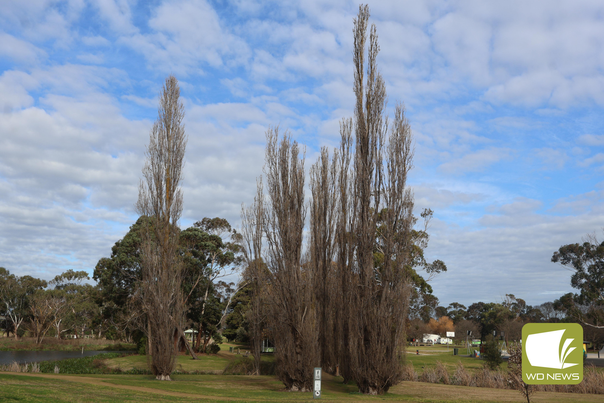 Postponed: Works to remove 16 Lombardy Poplar trees at Tea Tree Lake have been delayed until spring to protect the turf at the lake.