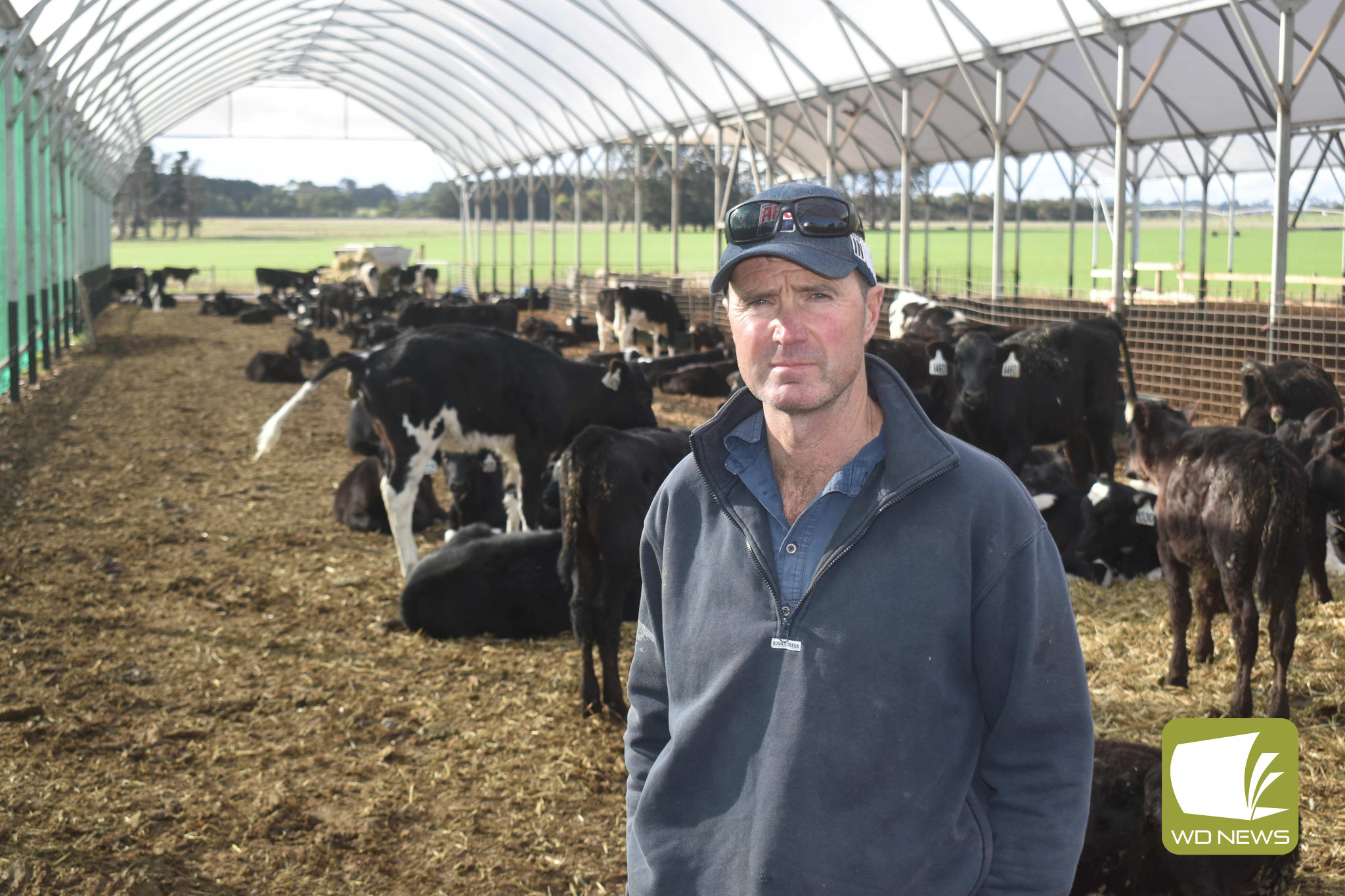 Seeking shelter: Panmure-based dairy farmer Simon Rea believes the shelter he built for his herd 10 years ago has proven beneficial for the development of his herd.