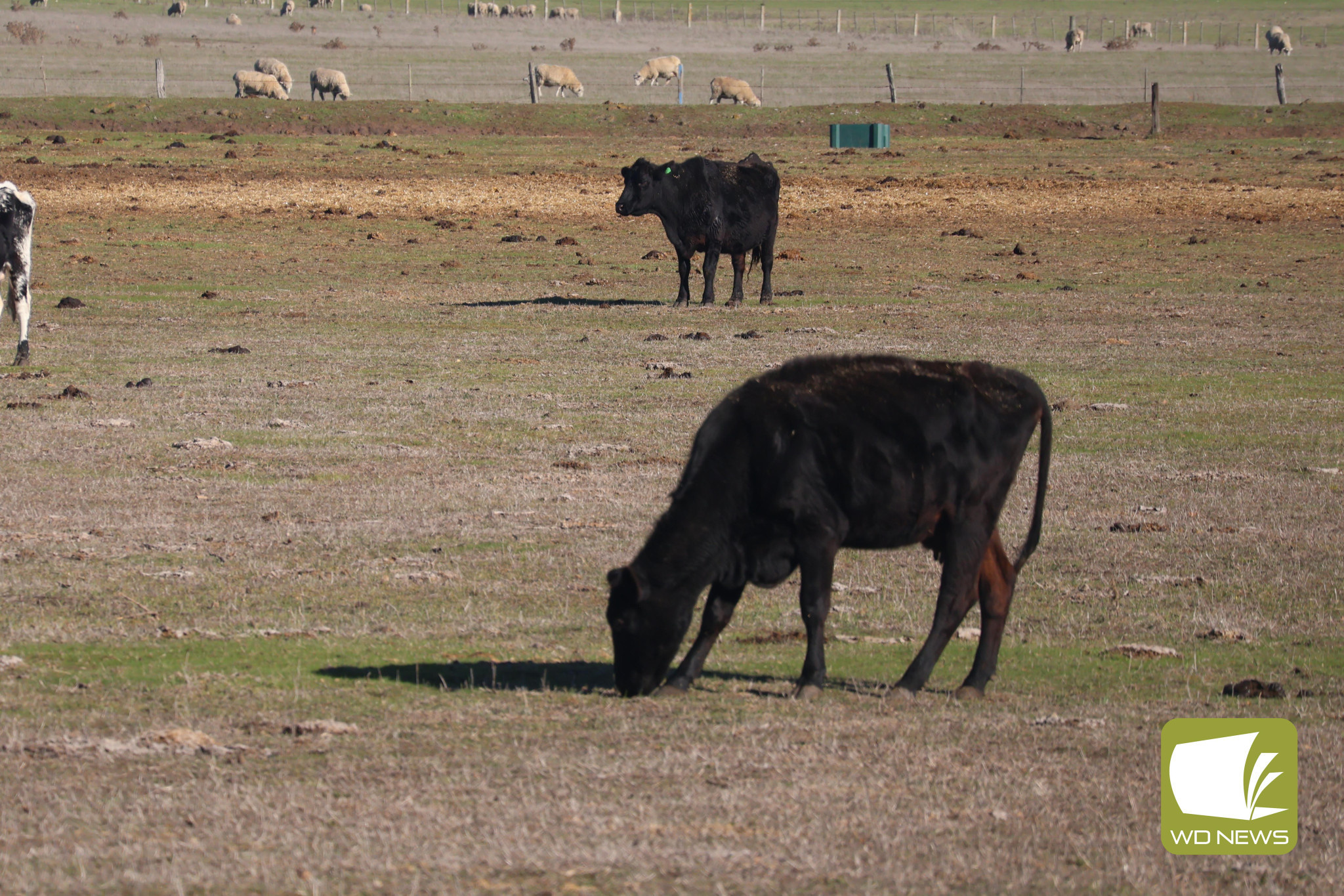 Still Waiting: South west MPs Roma Britnell and Richard Riordan have called for Premier Jacinta Allan to deliver urgent relief to farmers, with little announced three weeks after the Drought Response Taskforce first met.