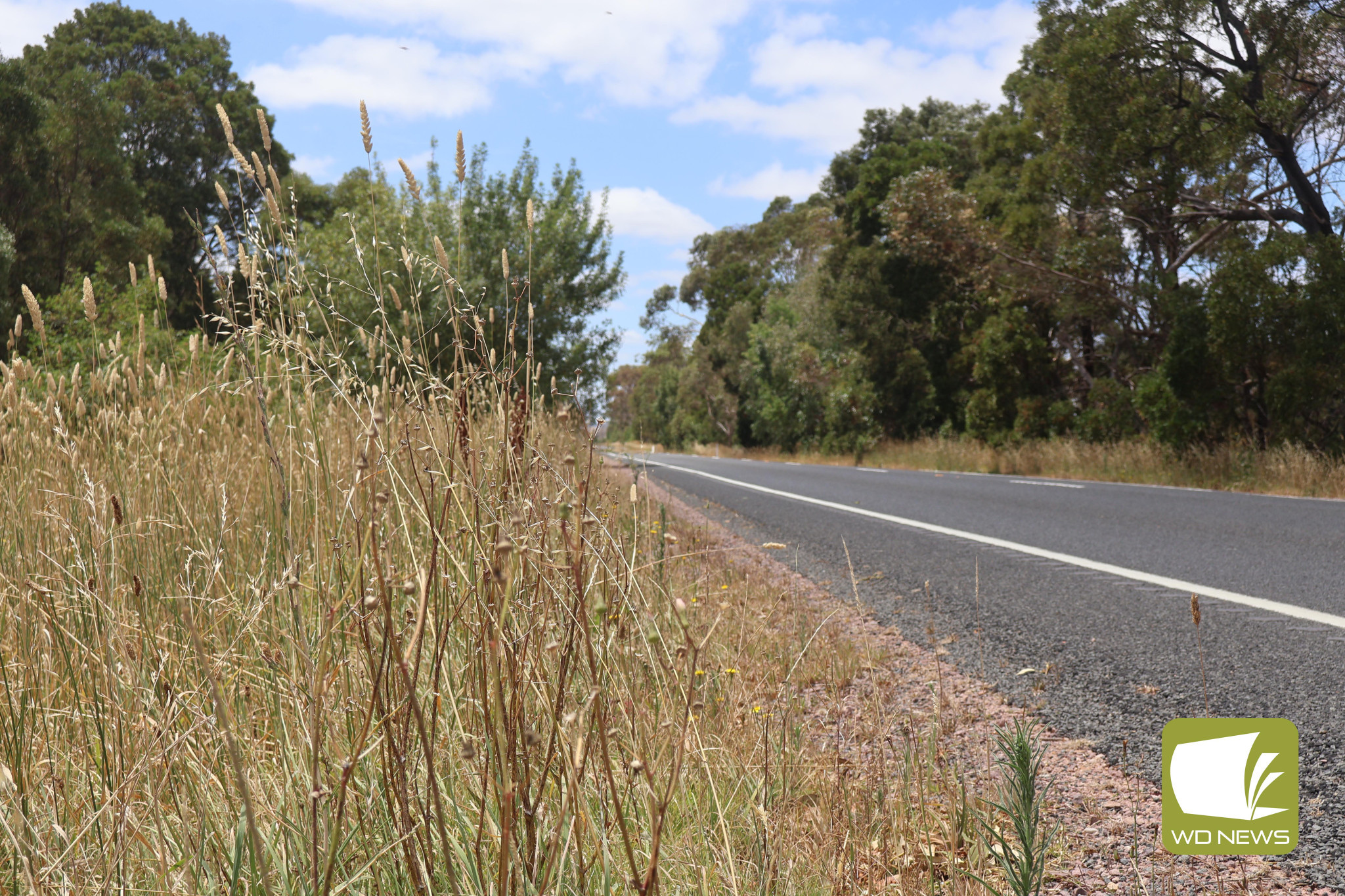 Overgrown: The roadside of Cobden-Terang Road will be slashed this week, but one resident has voiced frustrations with why it is allowed to grow so high to begin with.