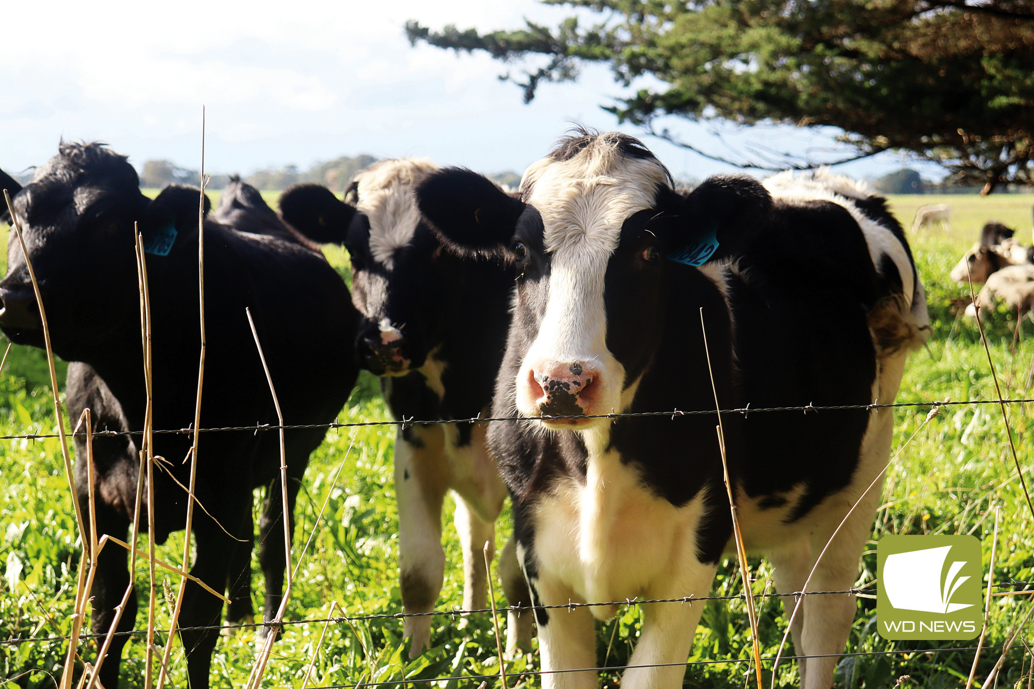 Dairy outlook: The recent Rabobank update said dairy farmers are in reach of a fifth consecutive year of overall profitability.