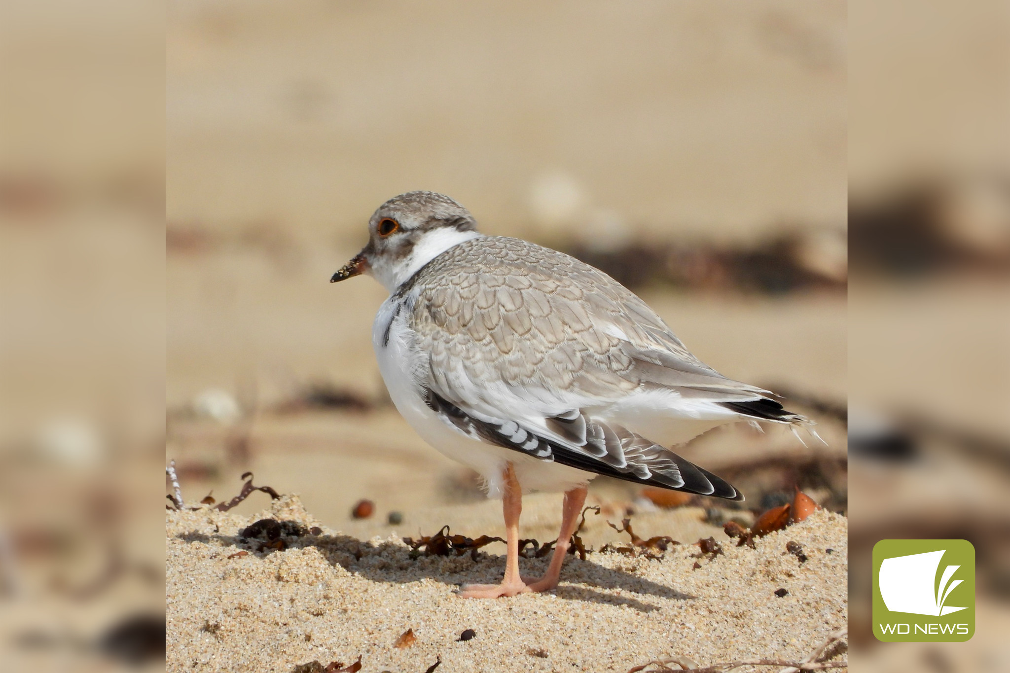 Conservation success: The vulnerable hooded plovers have seen a successful breeding season along the Surf Coast this year thanks to conservation efforts.
