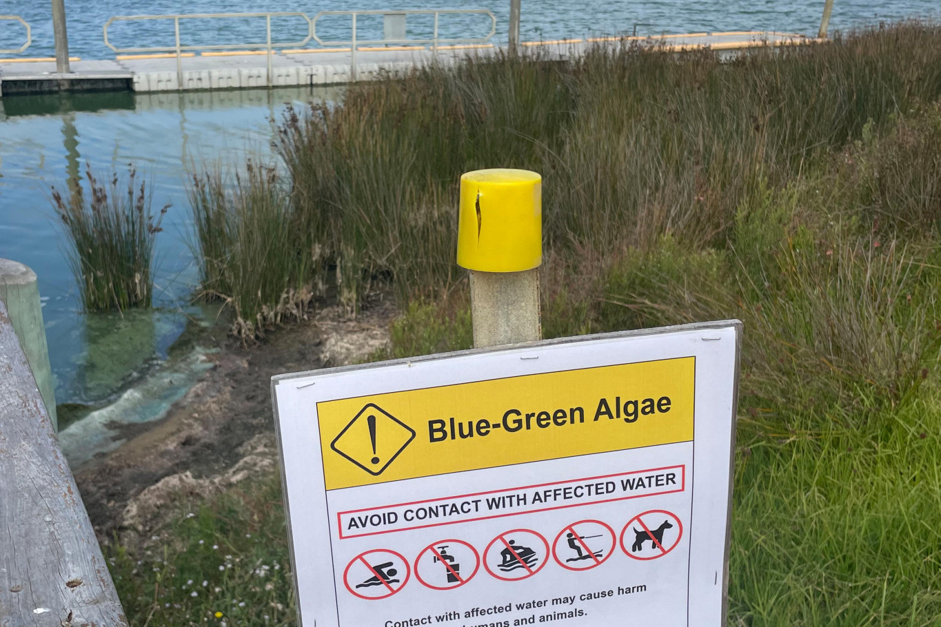 Suspected toxic blue-green algae has been detected in the Curdies River at Peterborough.