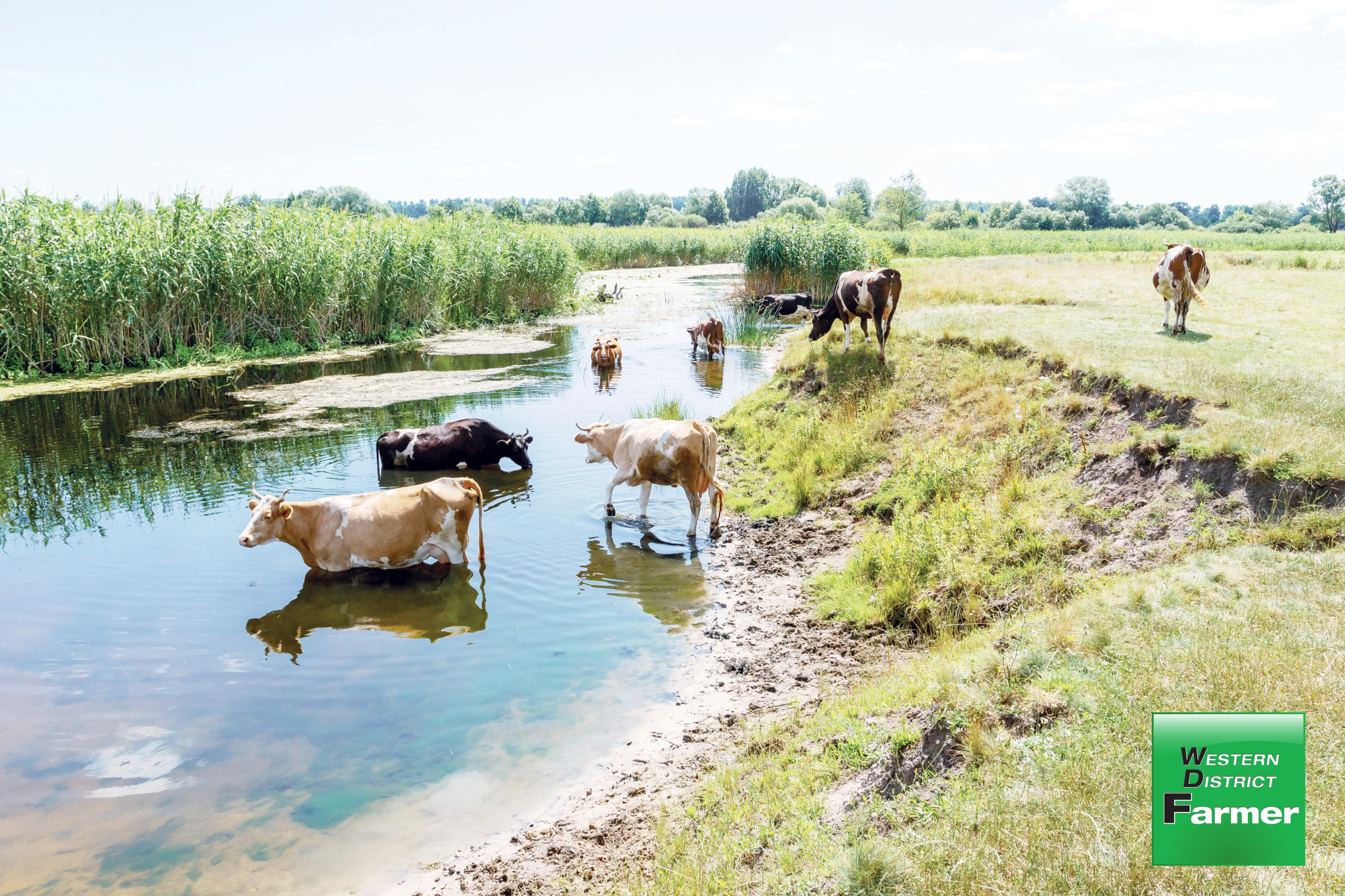 Monitor for blue-green algae in stock water - feature photo