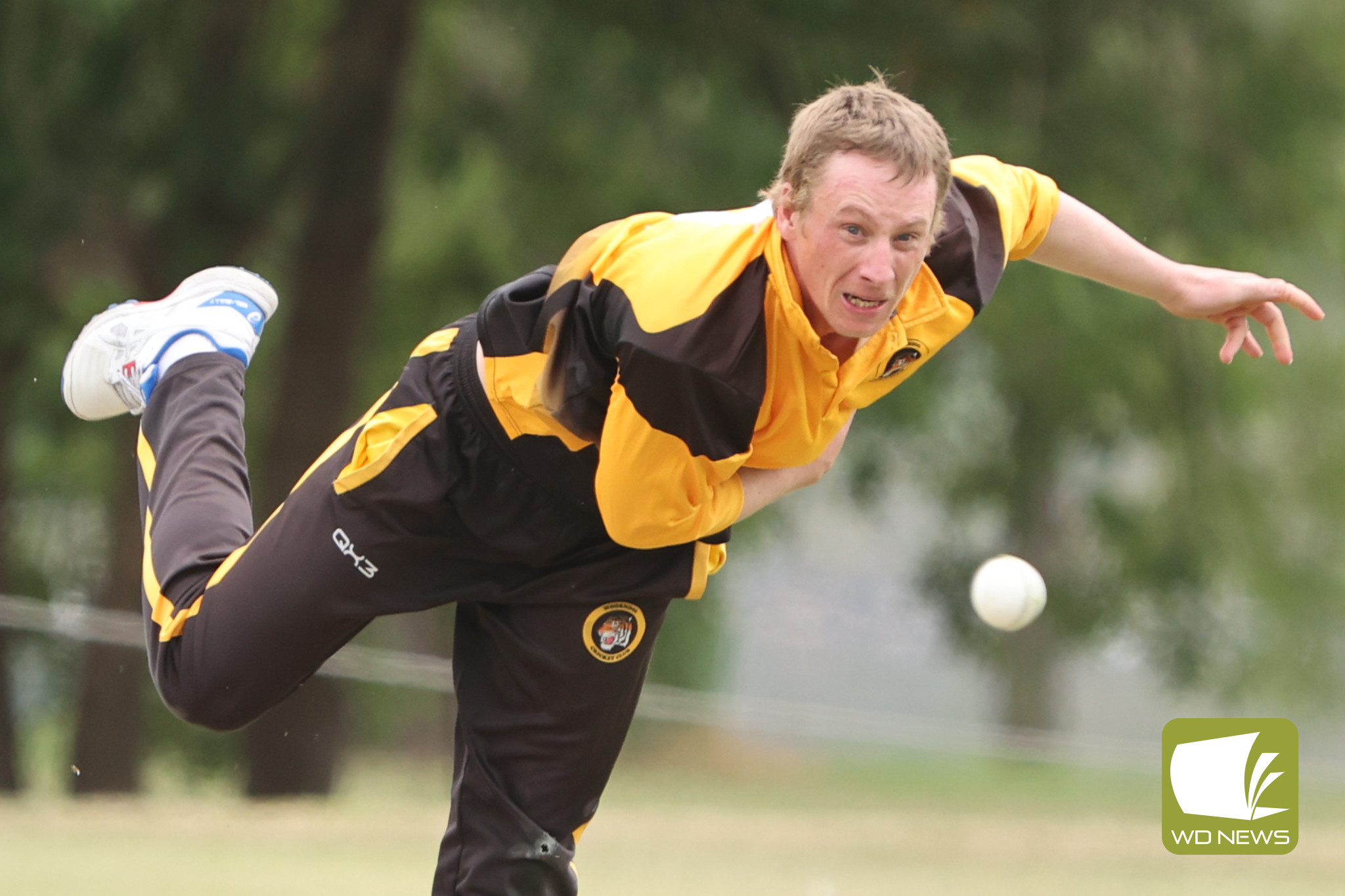 Local Cricket Action - feature photo