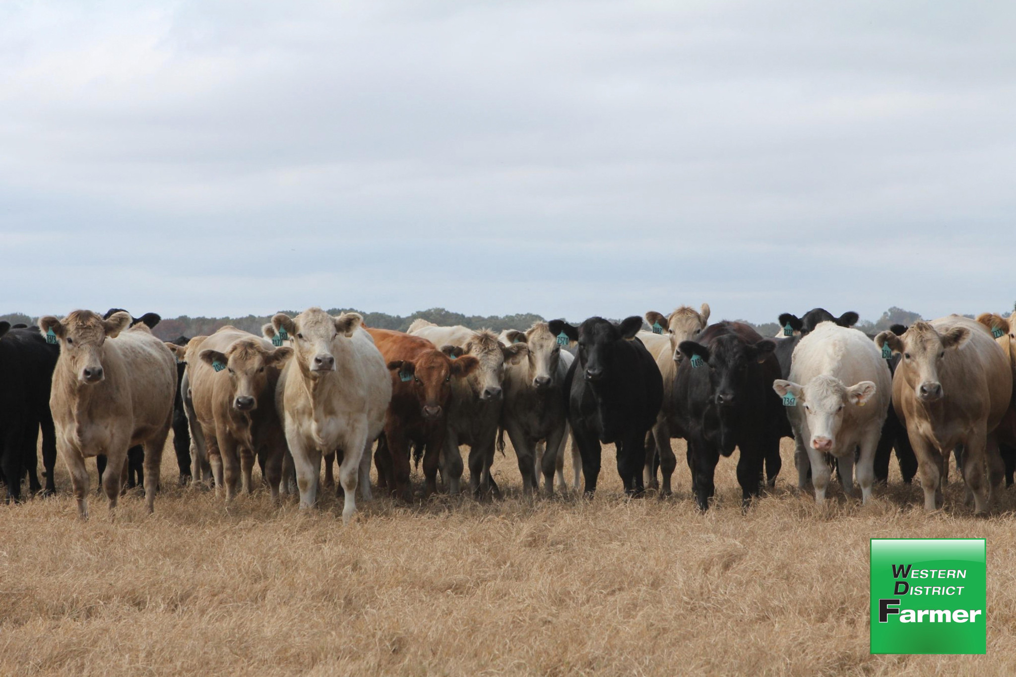 Be aware of ‘star gazing’ - feature photo