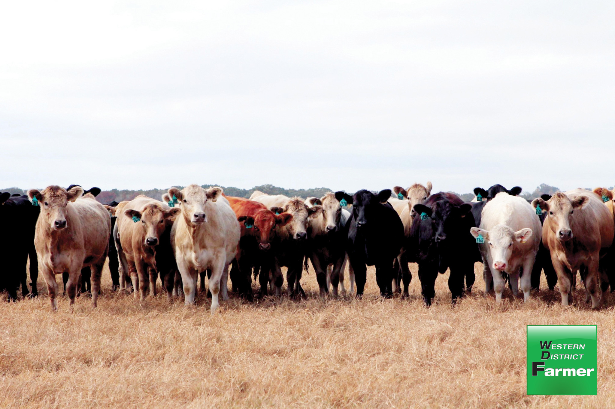 Beef producers hold firm - feature photo