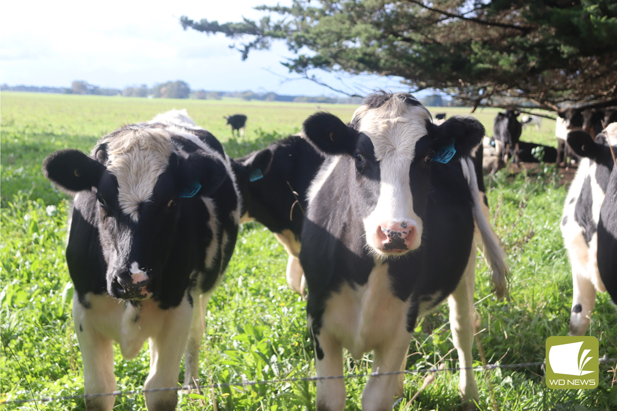 Dairy update: The March 2024 Situation and Outlook Report from Dairy Australia has been released.