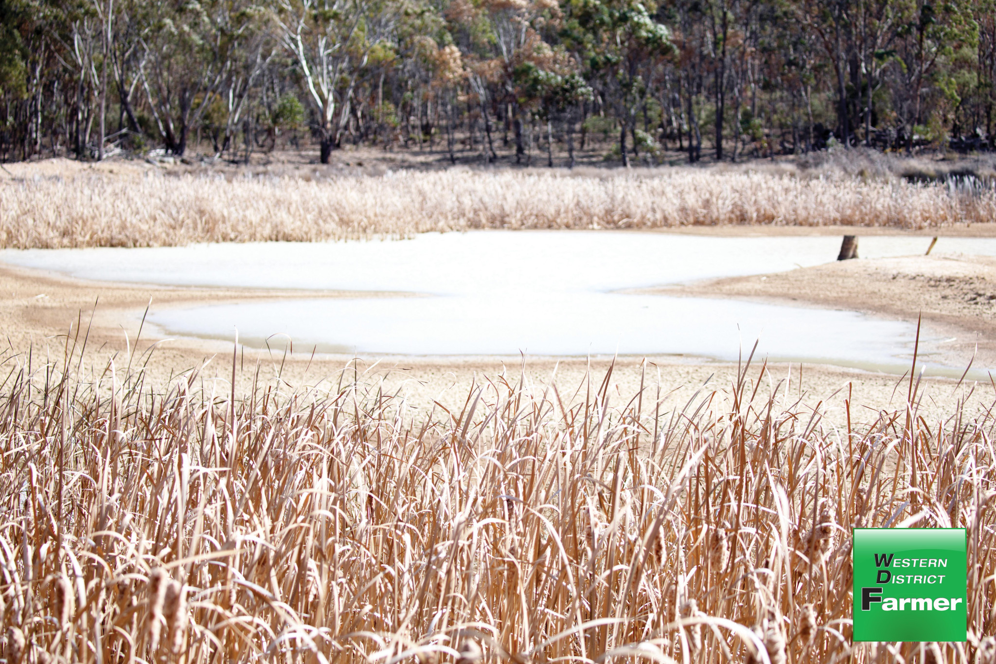 Green pick around dams could pose a danger for livestock.