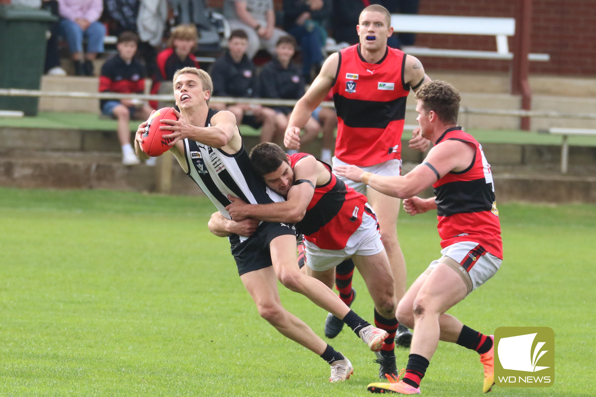 Magpies soar at Leura - feature photo