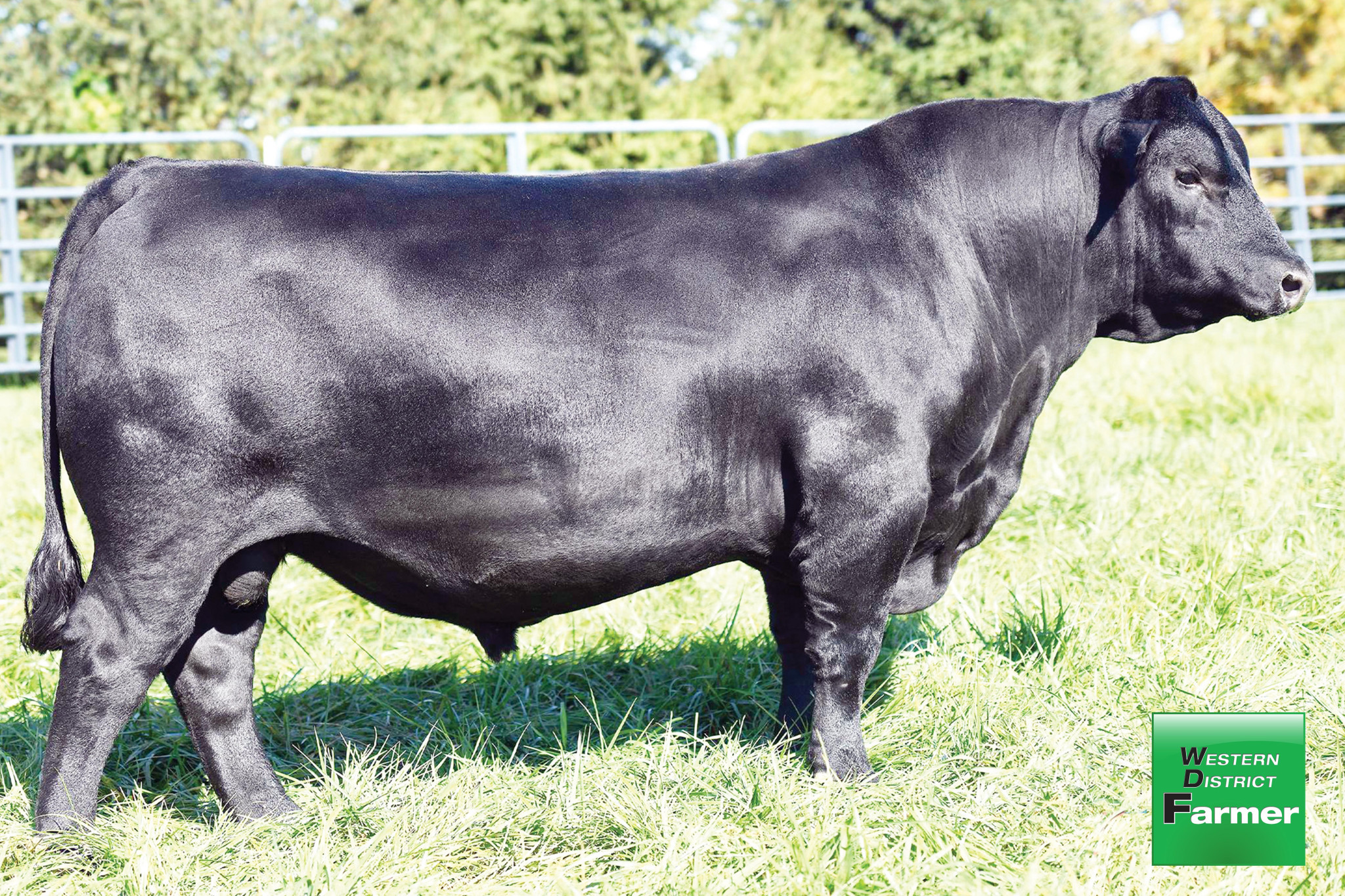 The Glatz Black Angus Spring Bull Sale will feature outstanding sons of Ellingson Rangeland (USA). Pictured is ‘Ellingson Rangeland.’
