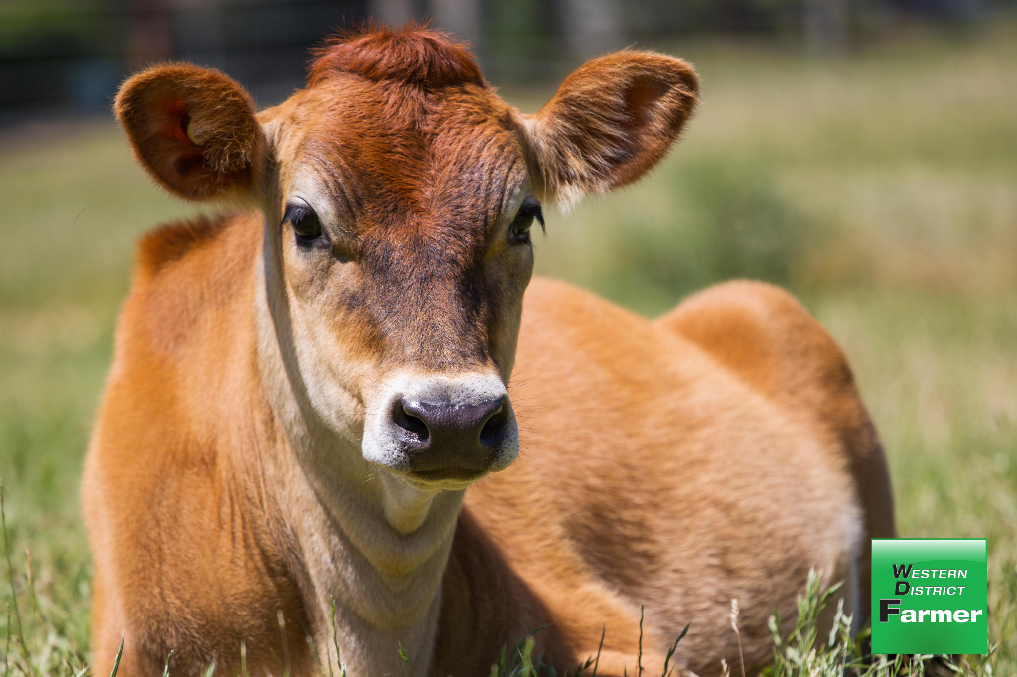 Dairies finest sale averages $4850 - feature photo