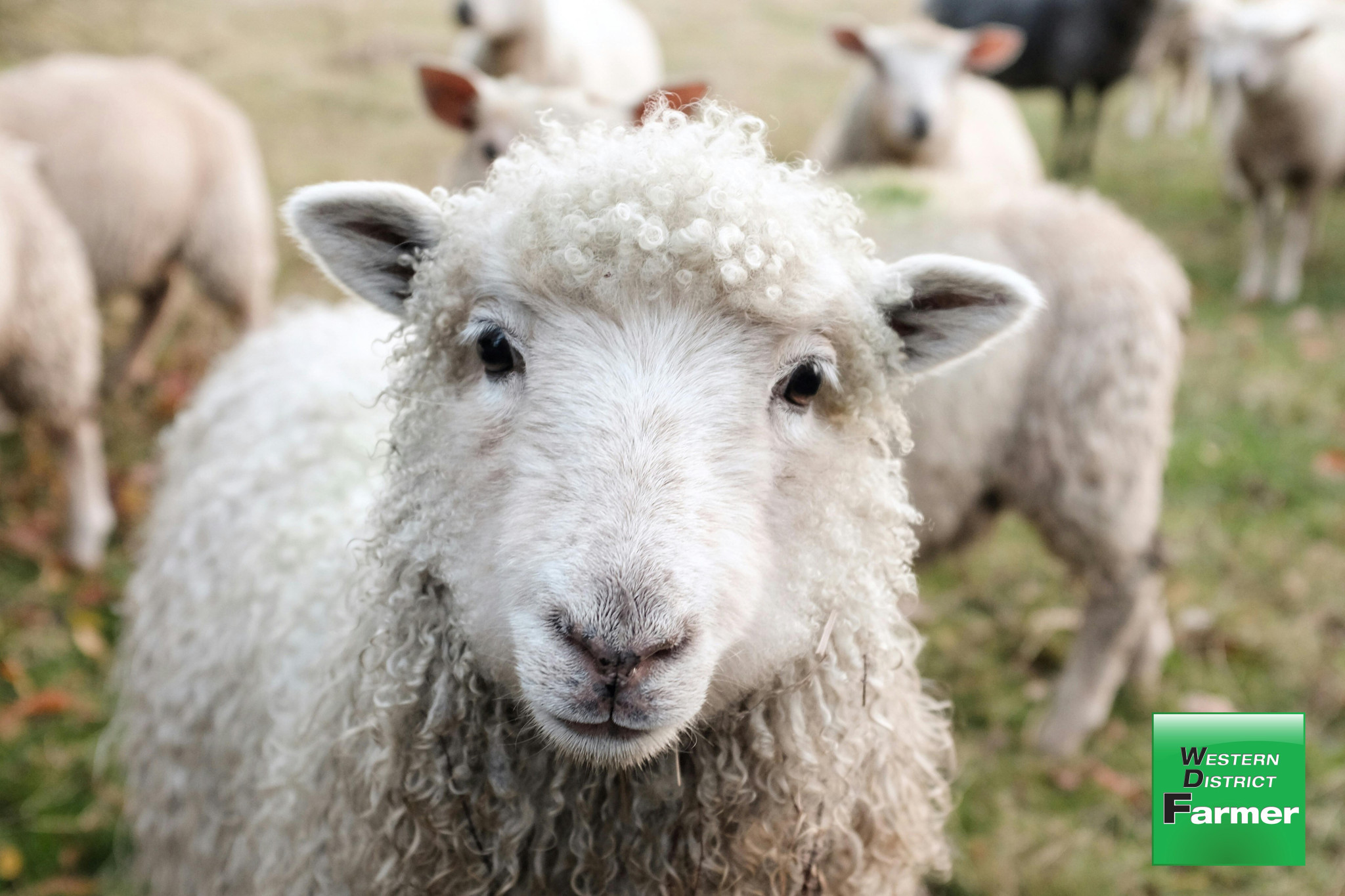 Even well-fed stock can succumb to Twin-Lamb Disease.