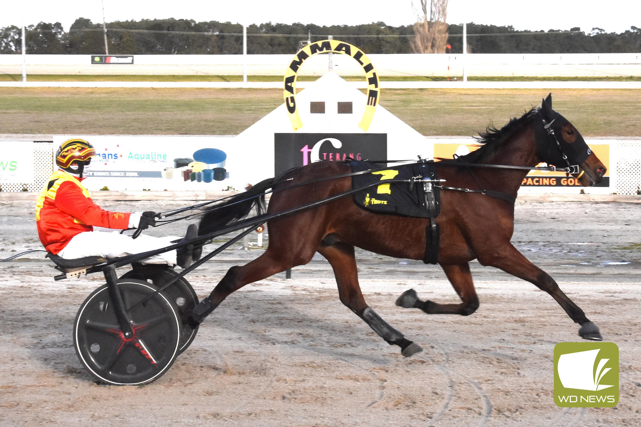 On the track: Keayang Bazlenka storms home to claim victory in the Terang Fitness Maiden Trot last Wednesday. Photo courtesy of Claire Weston Photography.