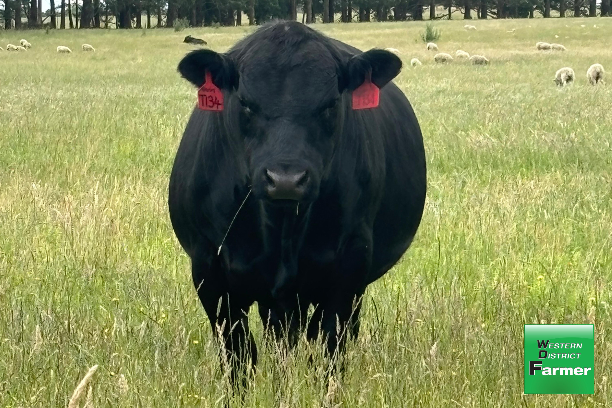 Breeding cattle for the future - feature photo