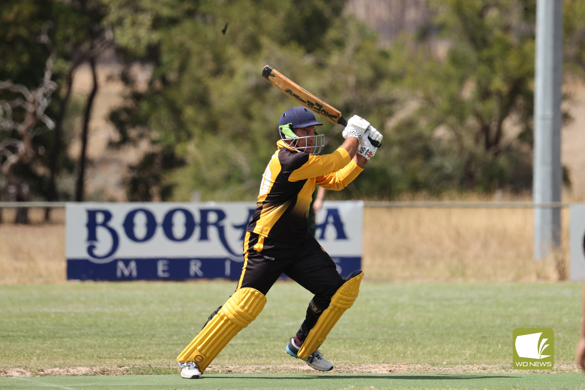 Local Cricket Action - feature photo