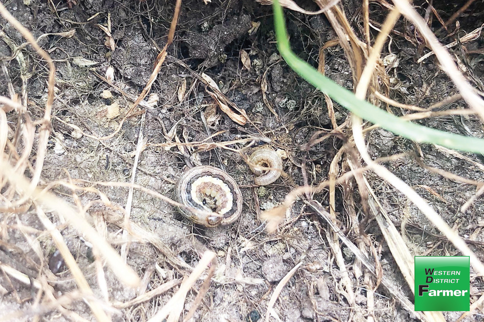 ARMYWORMS have been an issue in maize and pasture crops again this year.