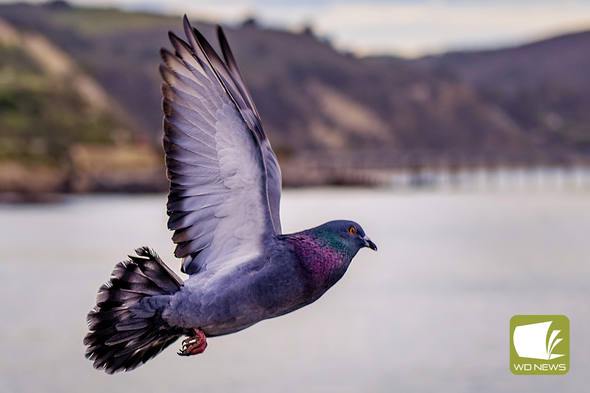 Pigeons race from Warracknabeal - feature photo