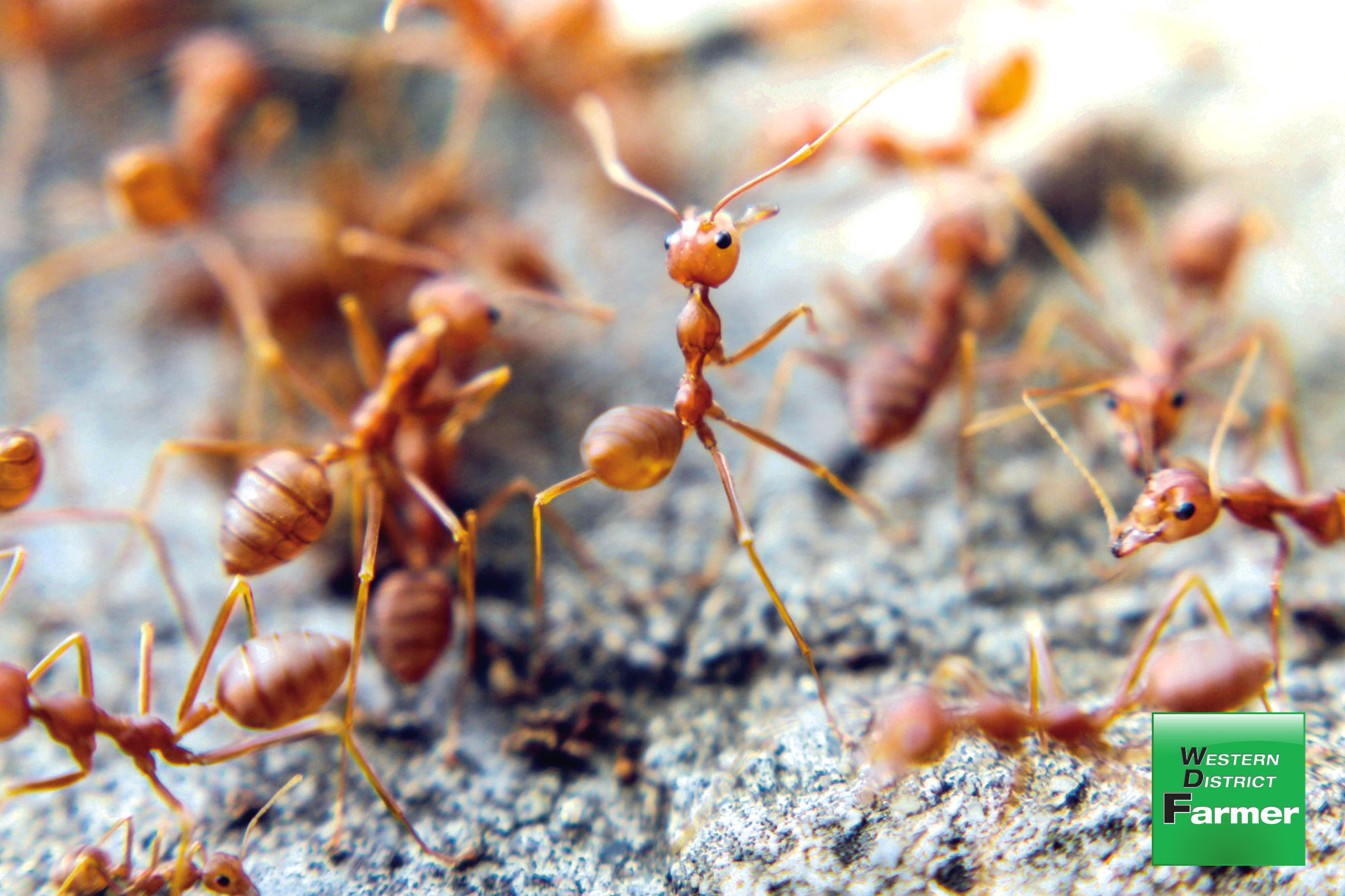 Watch for red imported fire ants - feature photo