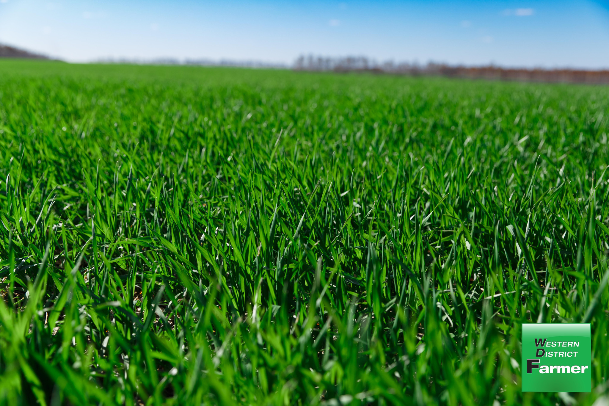 Ryegrass pasture performance continues to be pushed forward by AGF Seeds.