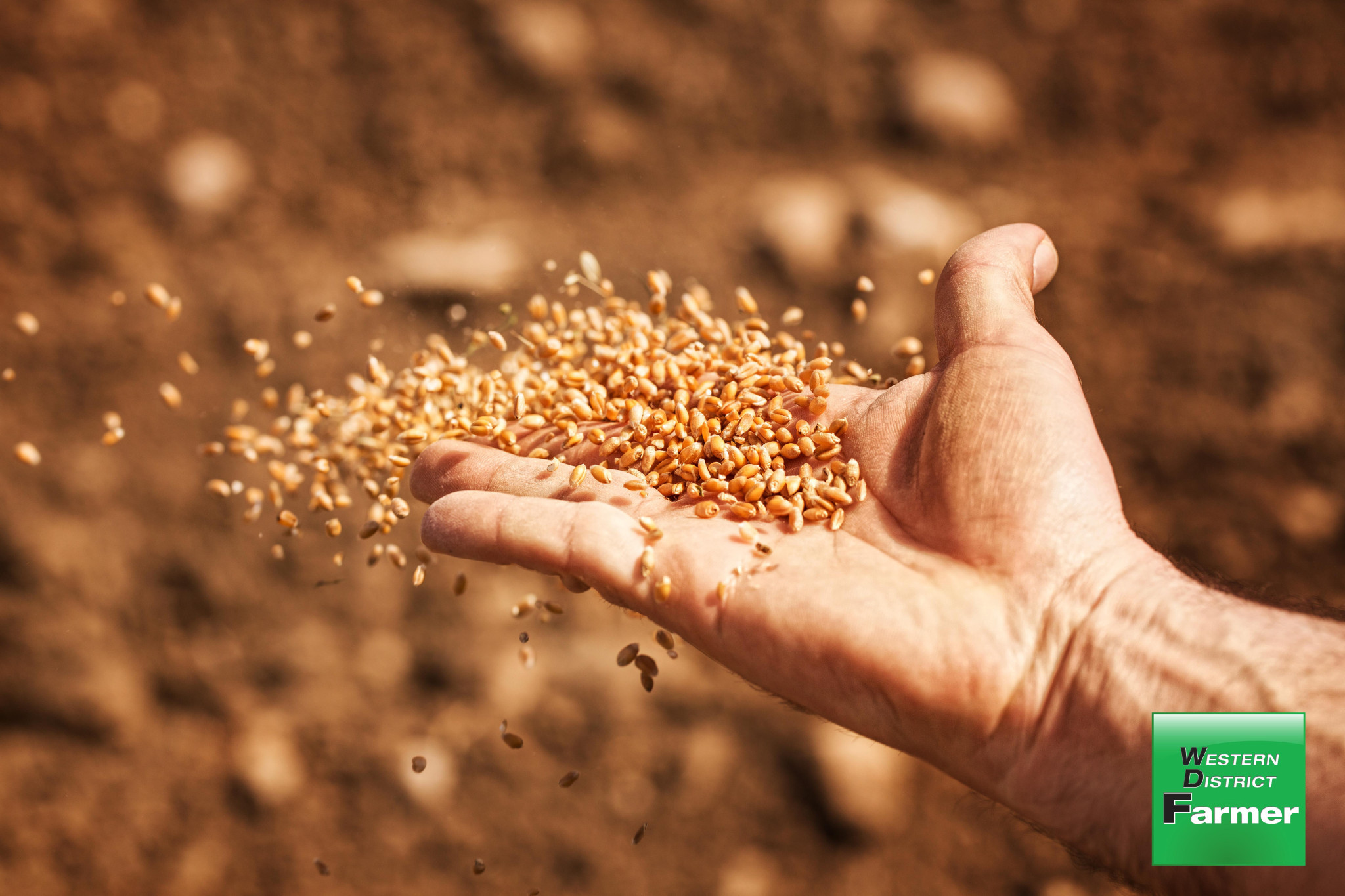 Top tips before sowing retained seed - feature photo